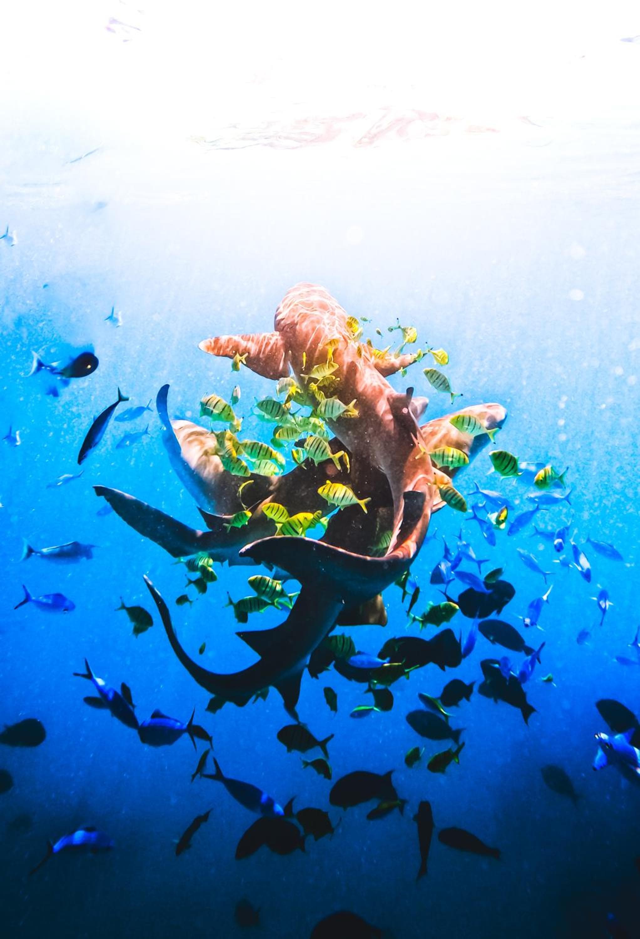 Ukulhas Sands - View 83