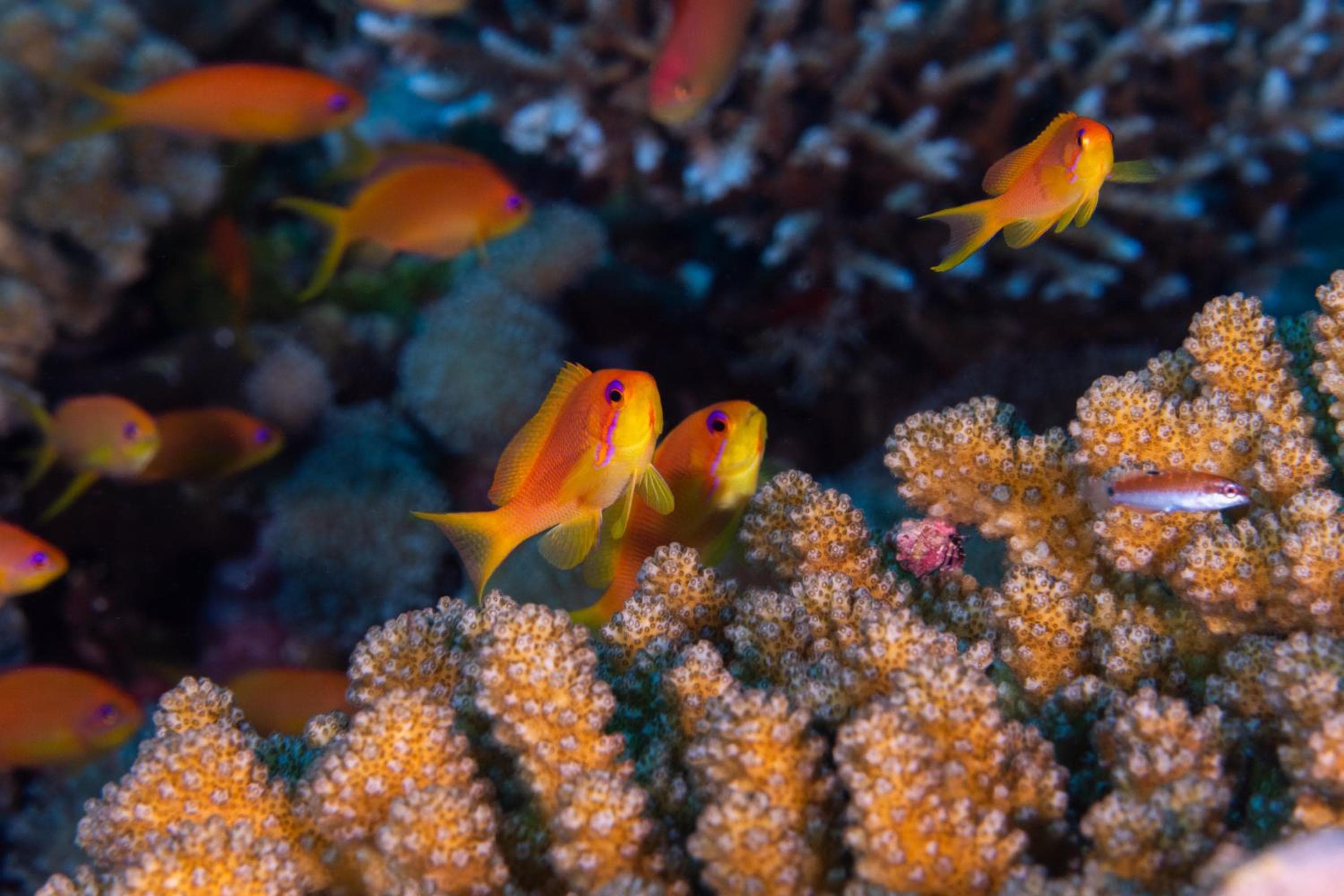 Finolhu, A Seaside Collection Resort, a Member of Design Hotels - View 141