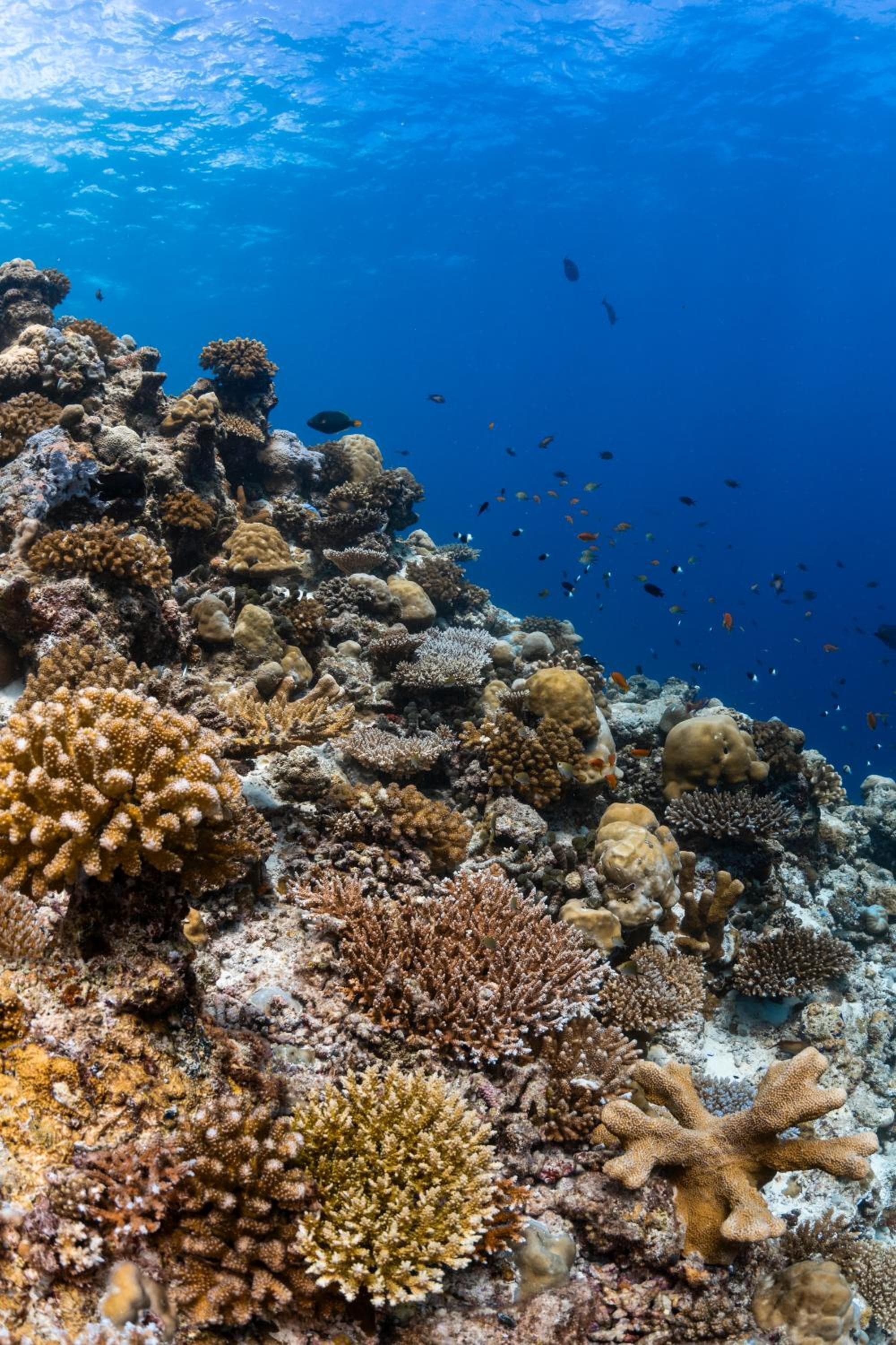 Finolhu, A Seaside Collection Resort, a Member of Design Hotels - View 143