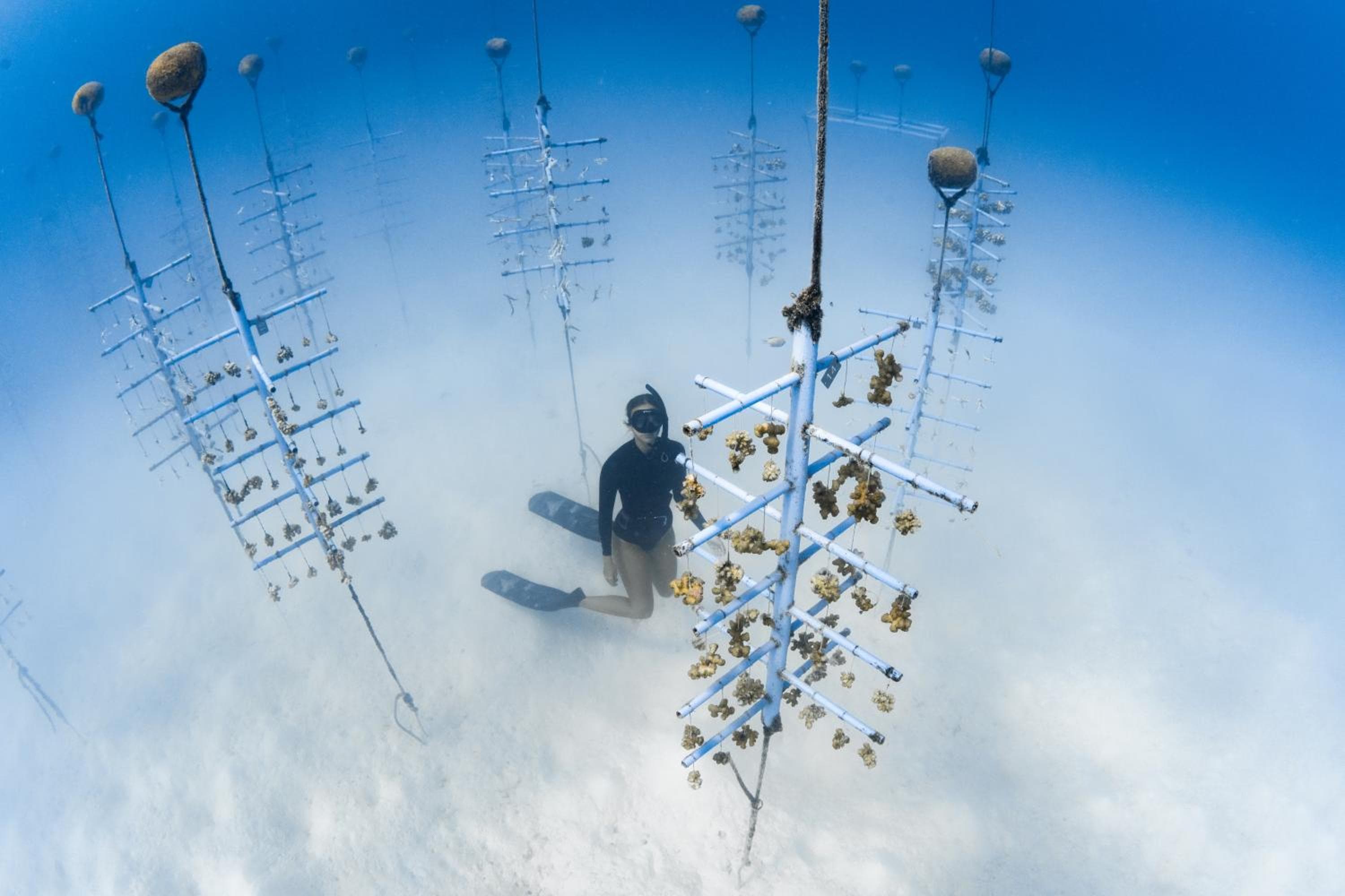 Finolhu, A Seaside Collection Resort, a Member of Design Hotels - View 144