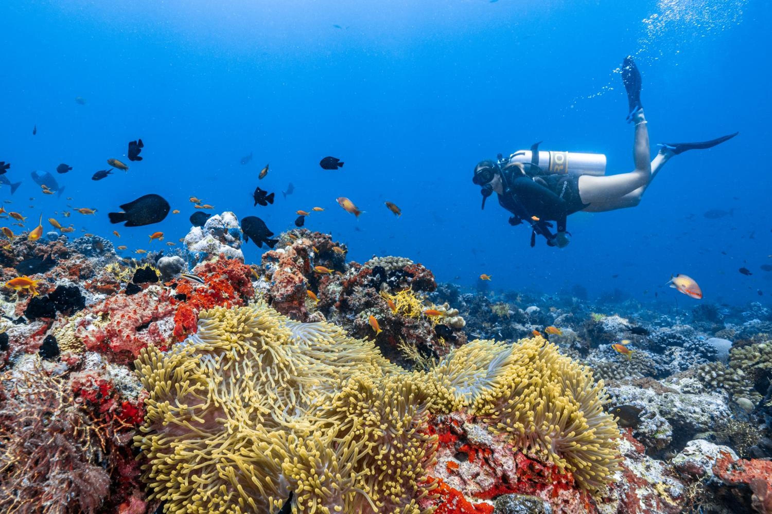 Finolhu, A Seaside Collection Resort, a Member of Design Hotels - View 145