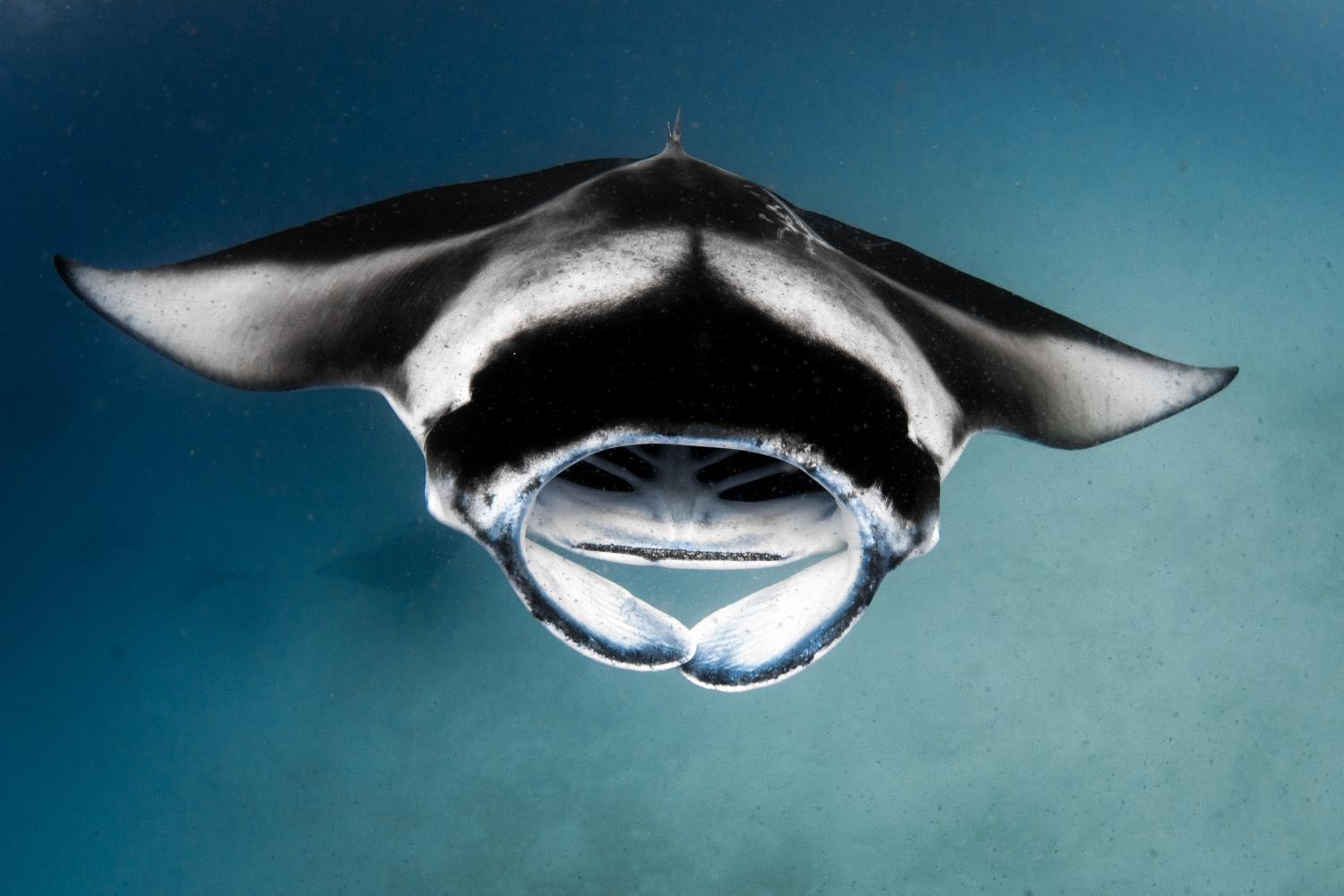 Finolhu, A Seaside Collection Resort, a Member of Design Hotels - View 146