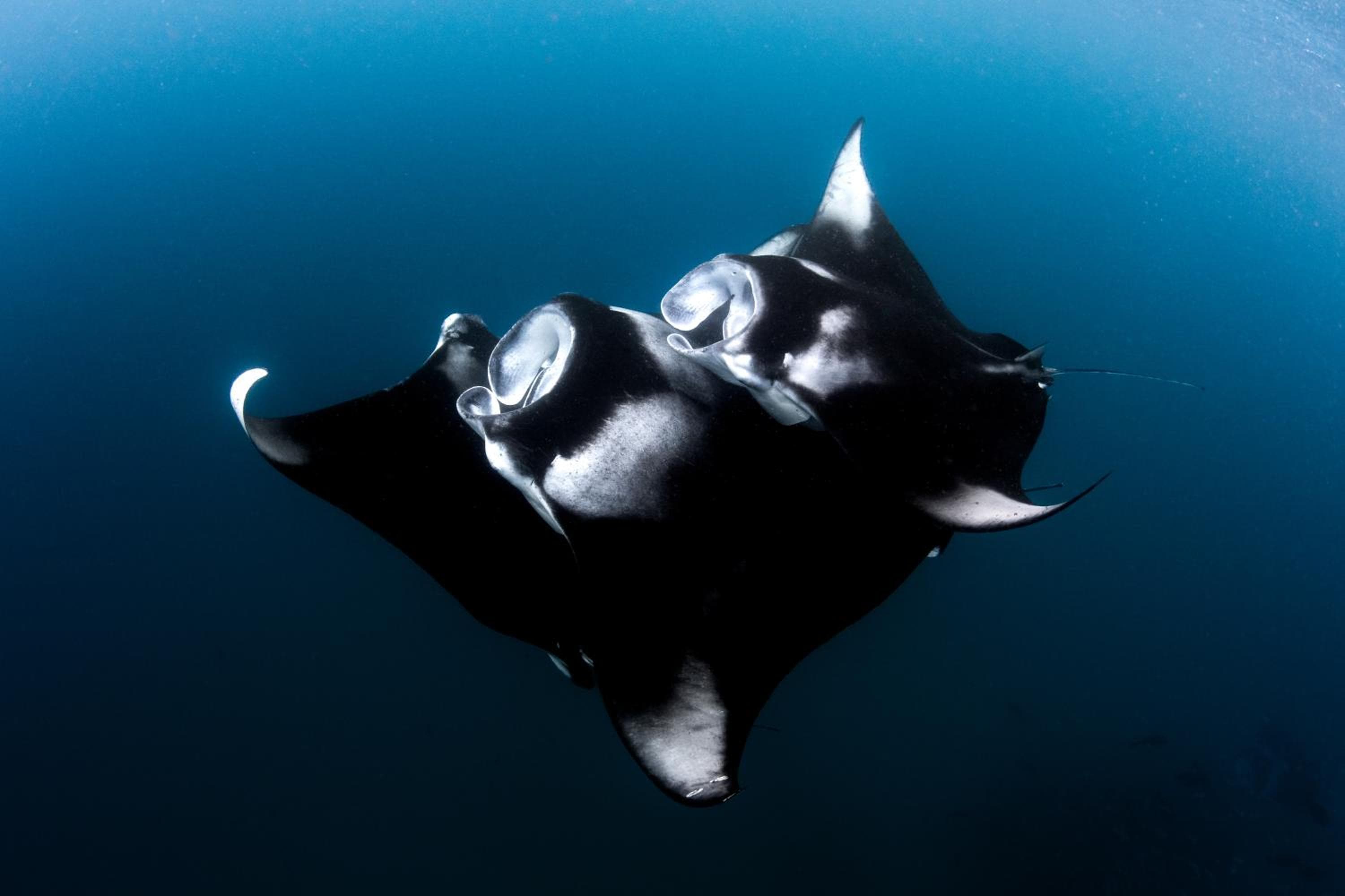 Finolhu, A Seaside Collection Resort, a Member of Design Hotels - View 147