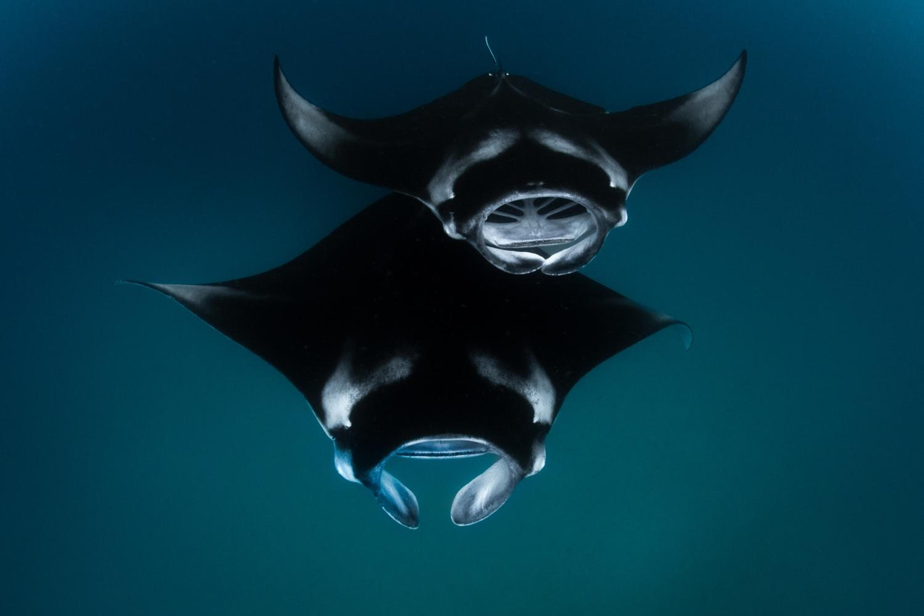 Finolhu, A Seaside Collection Resort, a Member of Design Hotels - View 148