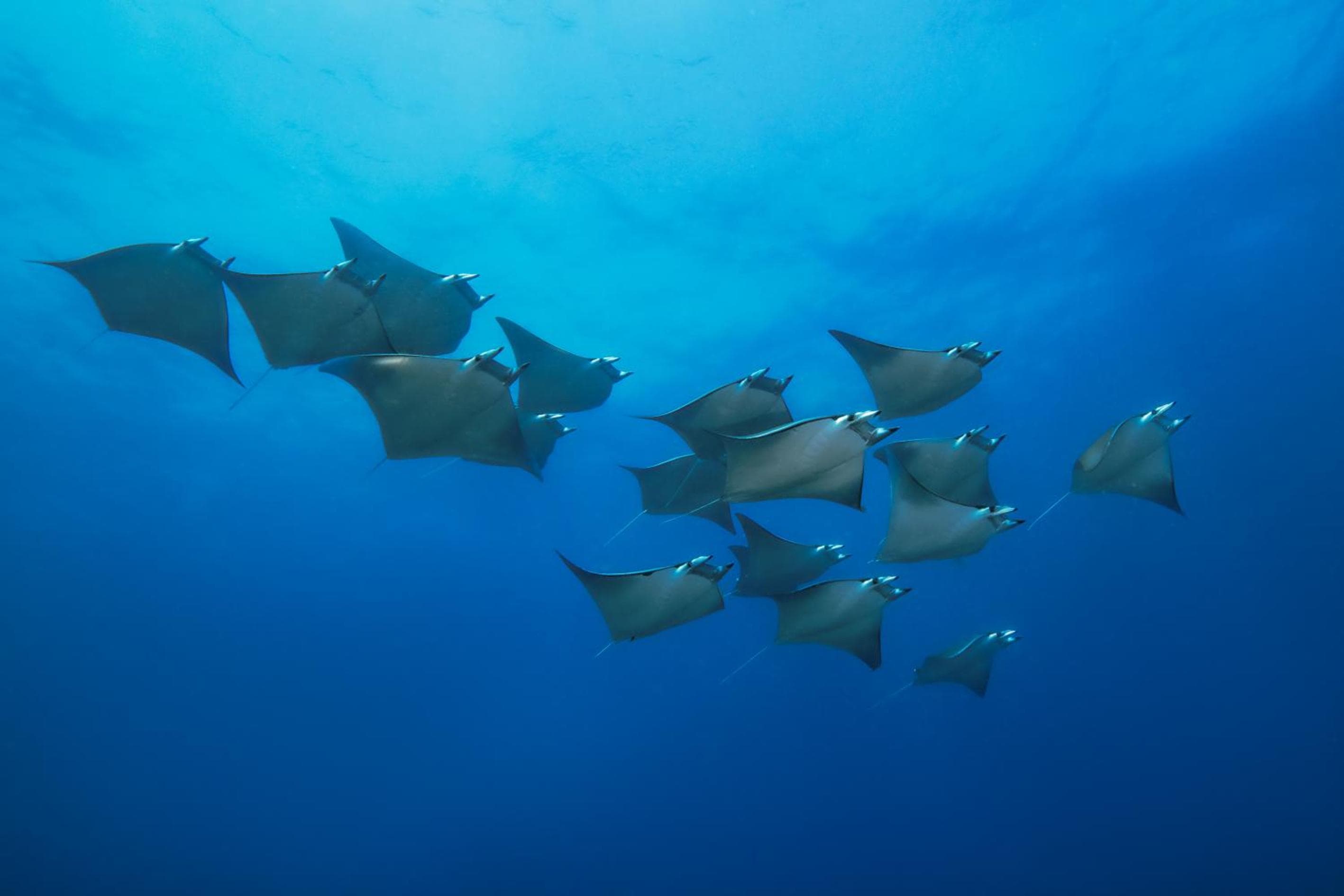 Sirru Fen Fushi Private Lagoon Resort Maldives - View 33