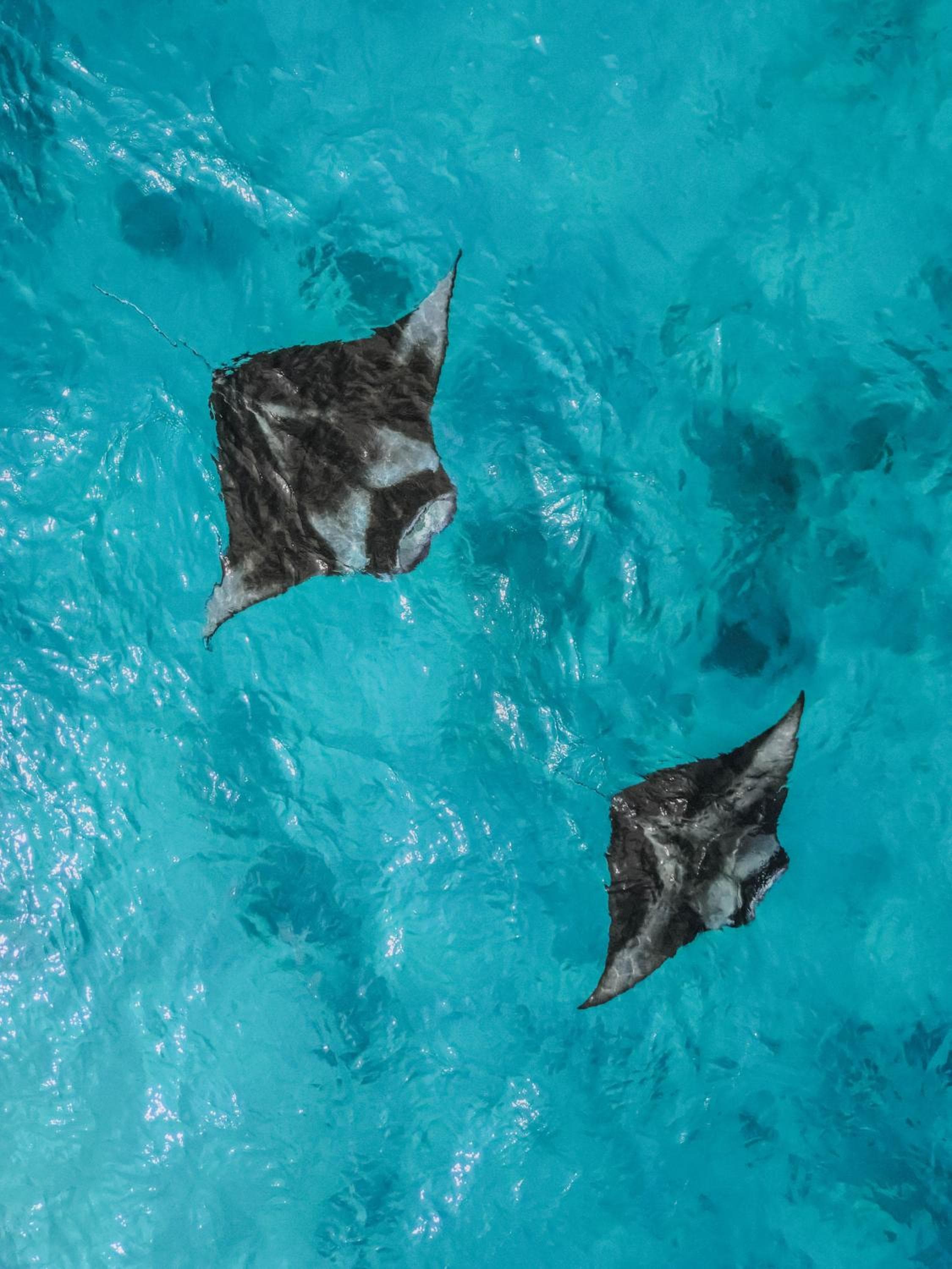 Diamonds Athuruga Maldives Resort & Spa - View 70