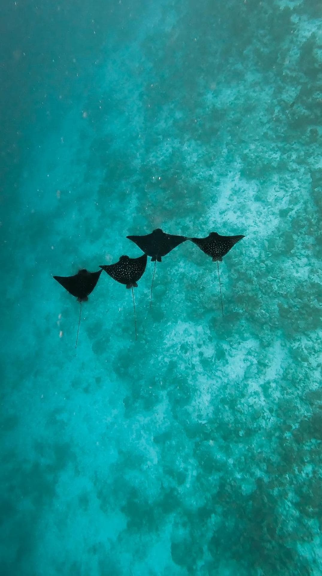 Thundi Village & Spa - View 73