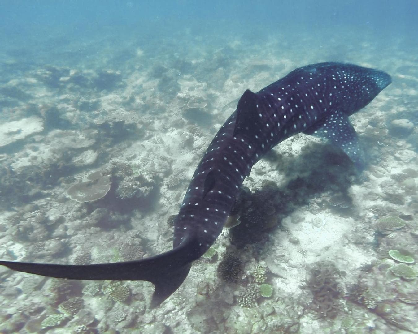 Fushi Beach Guesthouse - View 39