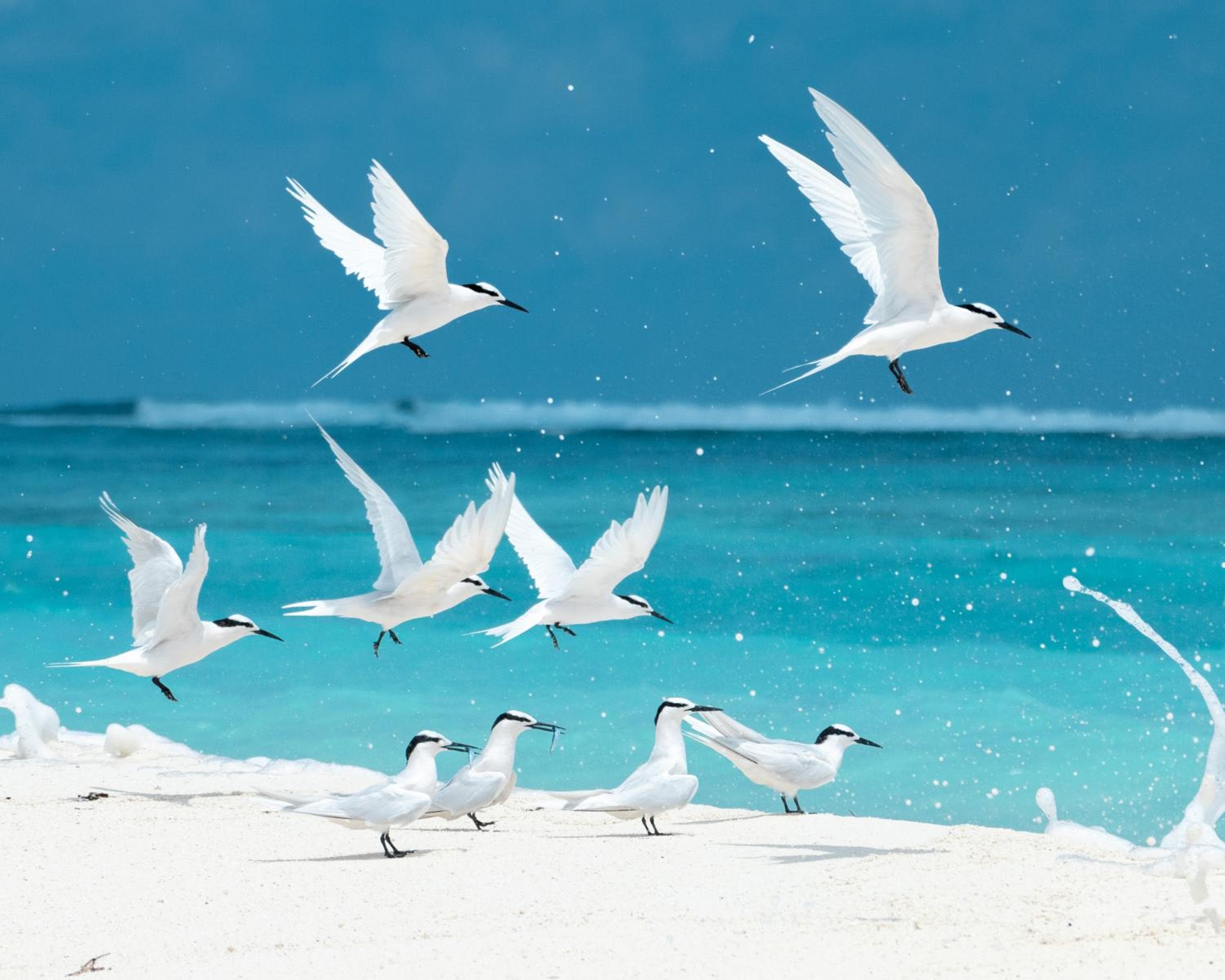 Fushi Beach Guesthouse - View 41