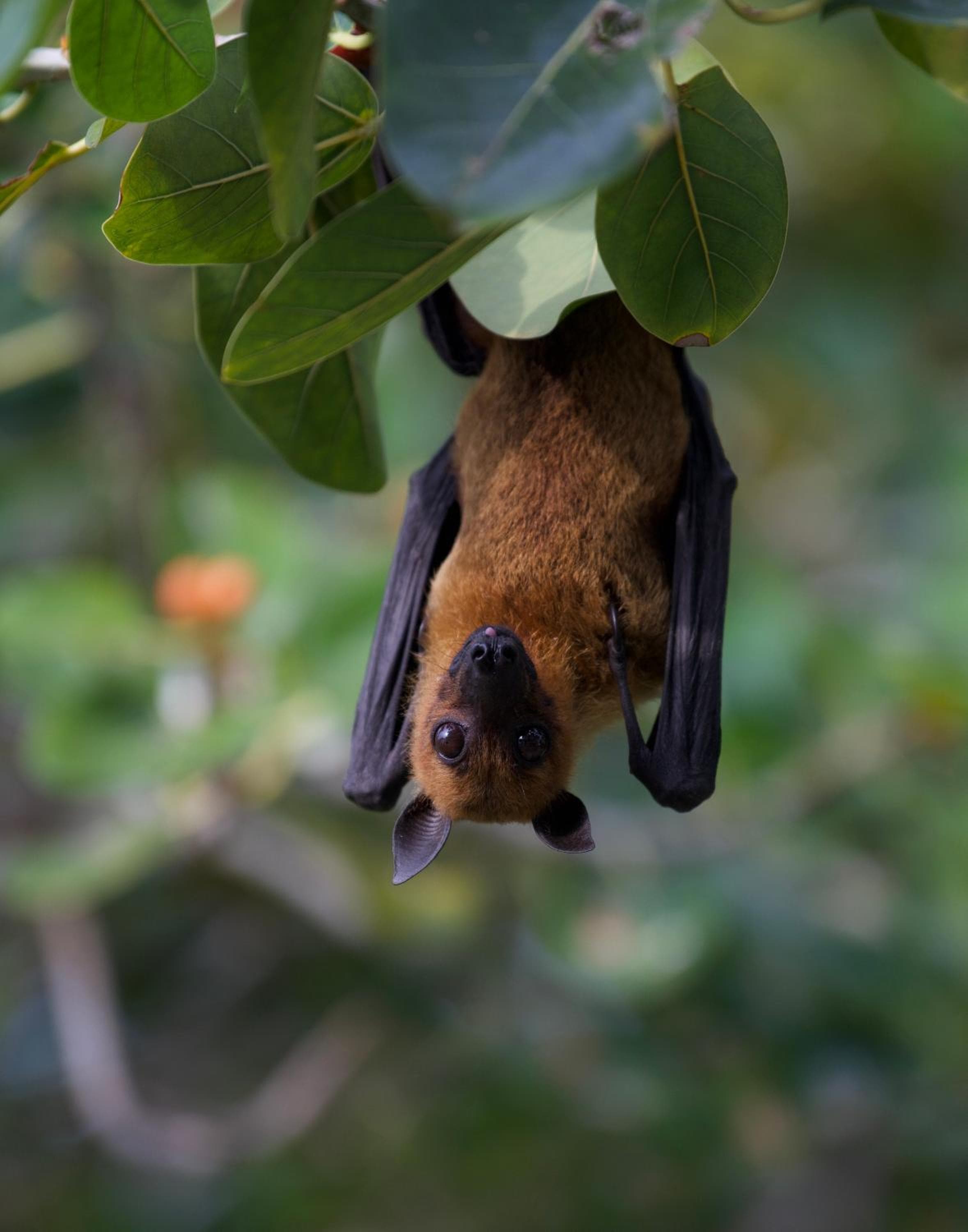 Ostrov Palm - View 32