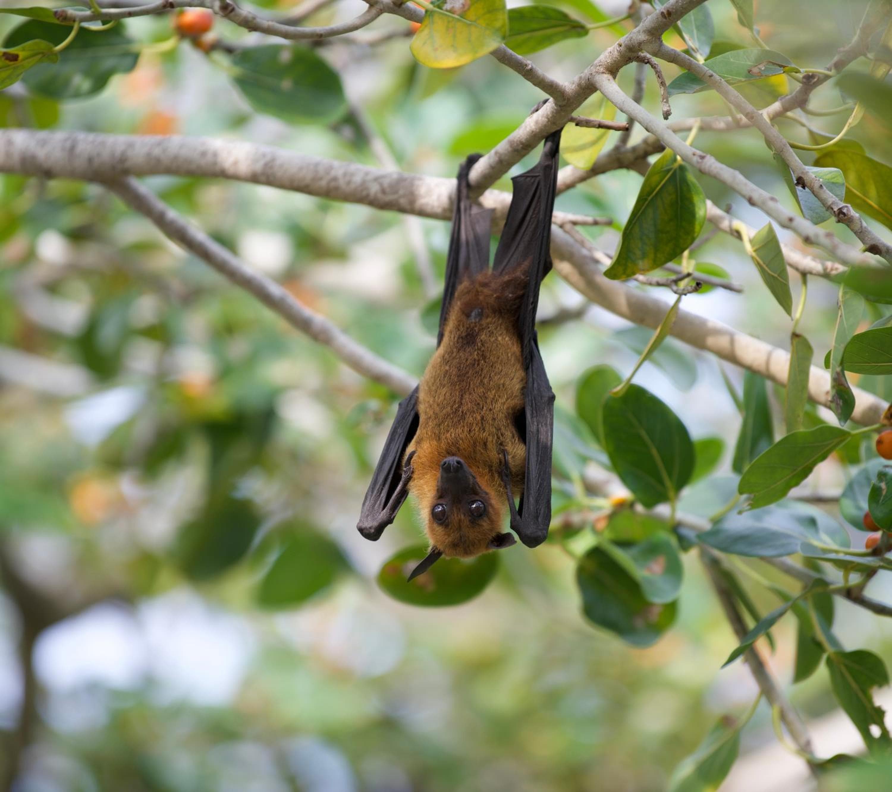 Ostrov Palm - View 45