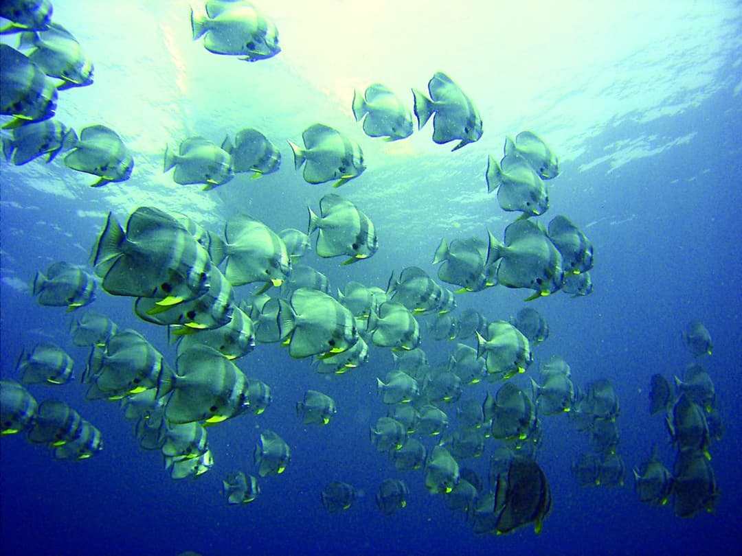 Baros Maldives - View 62
