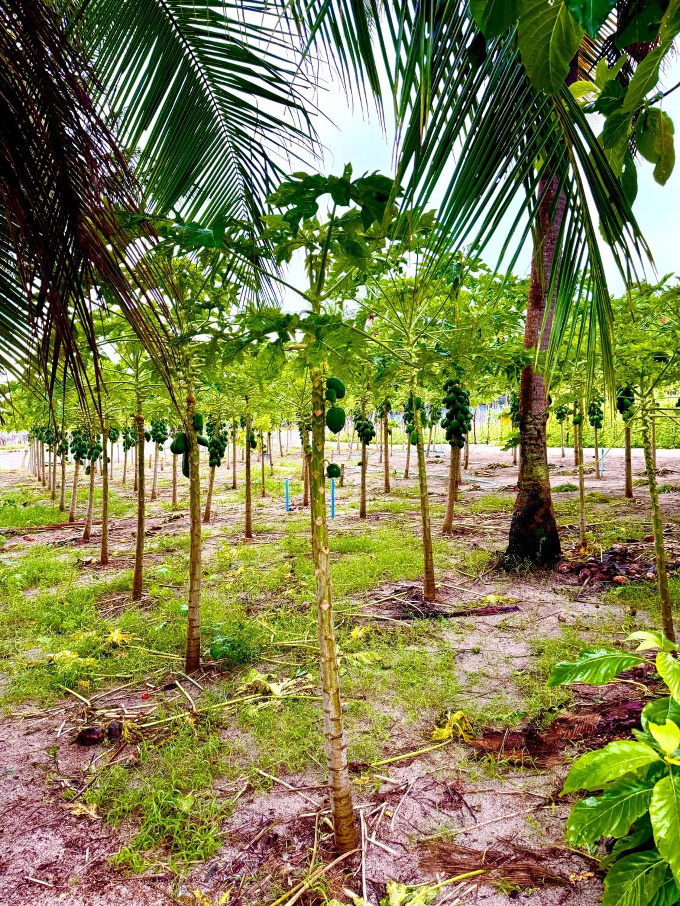 Sands Garden Hotel - View 46