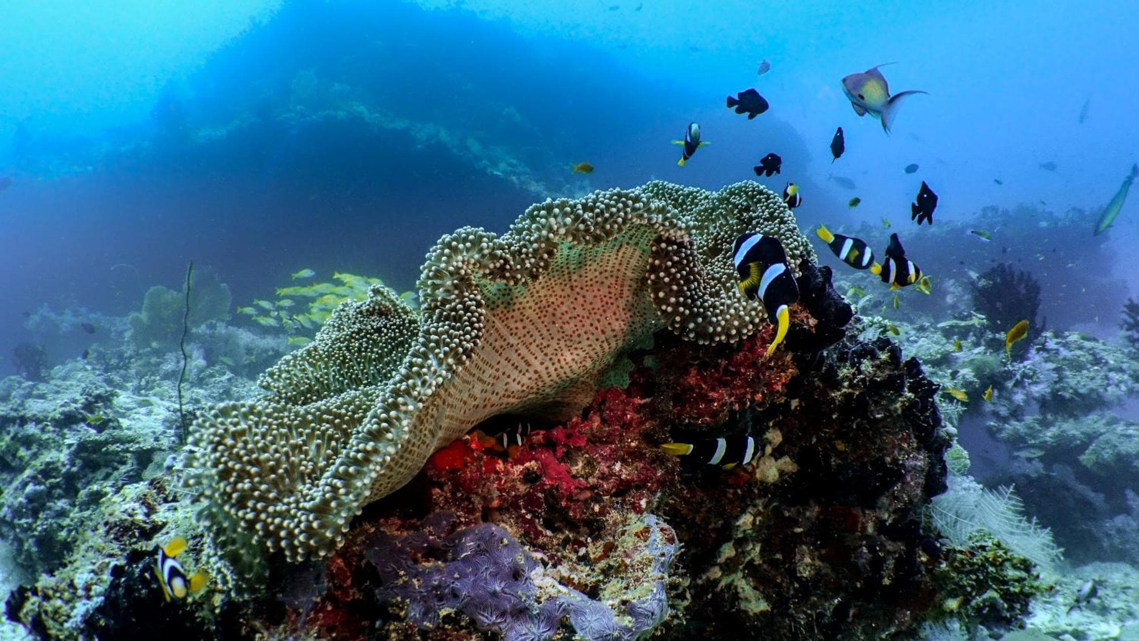 Kuredhivaru Resort and Spa - Maldives - View 127