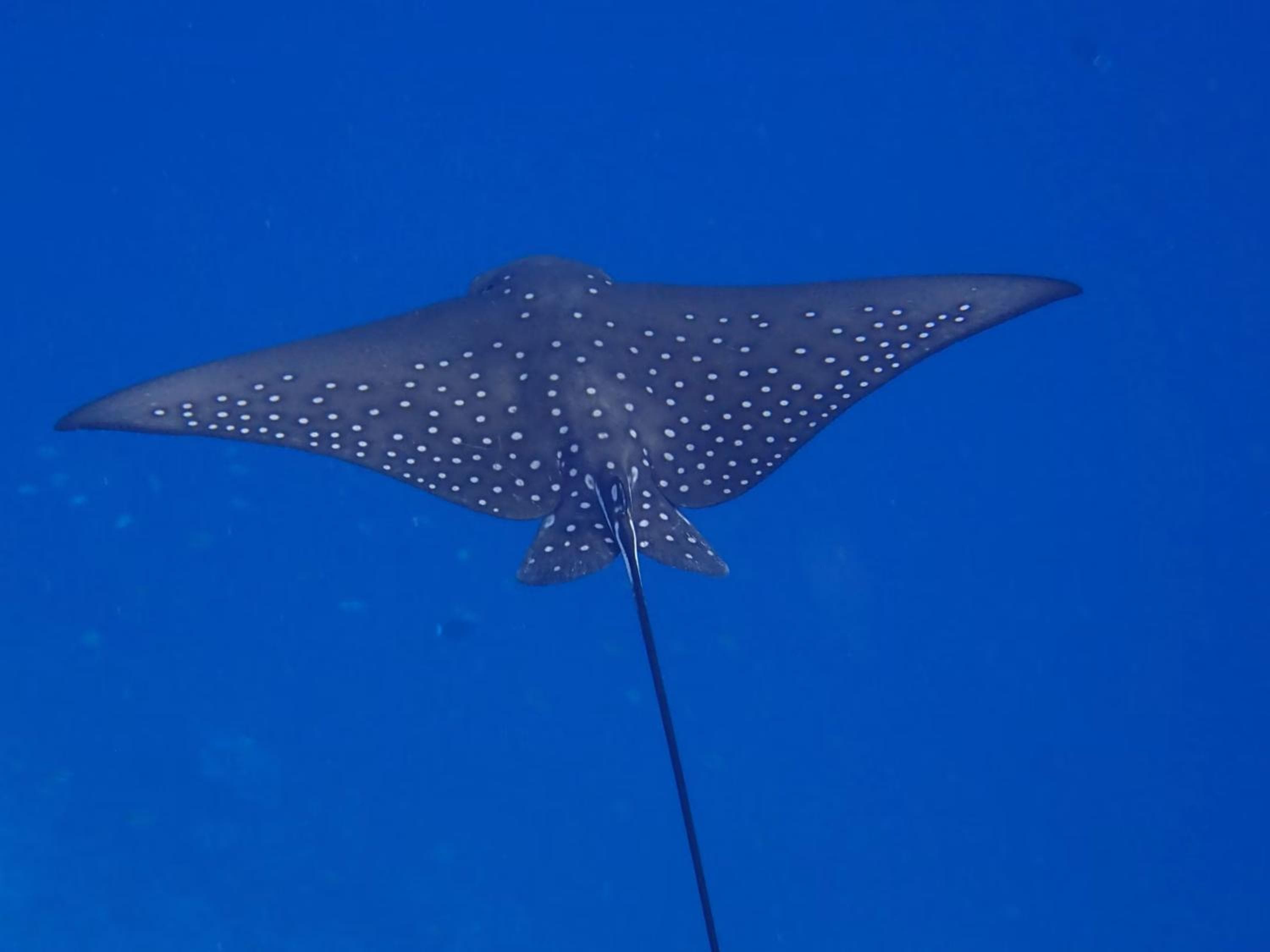 Eriyadu Island Resort - View 10