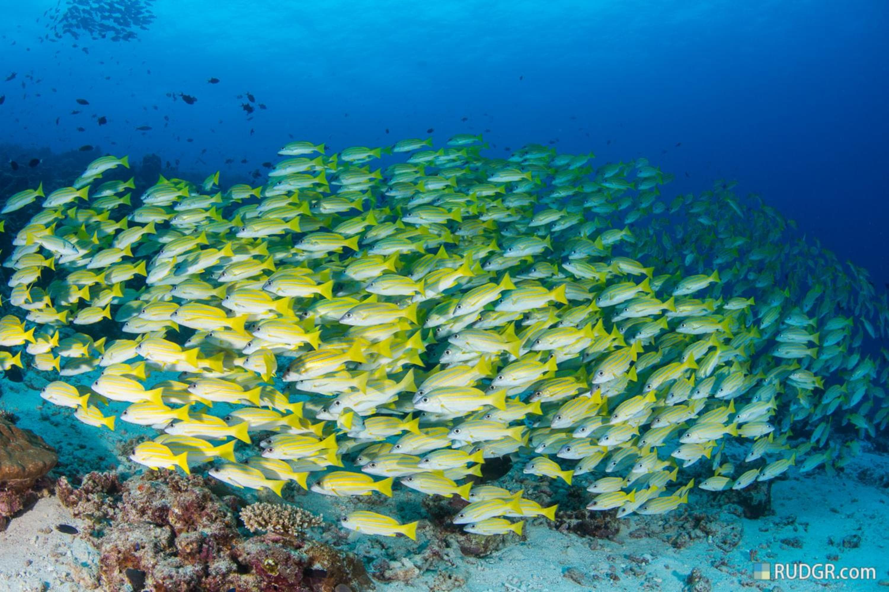 Eriyadu Island Resort - View 94