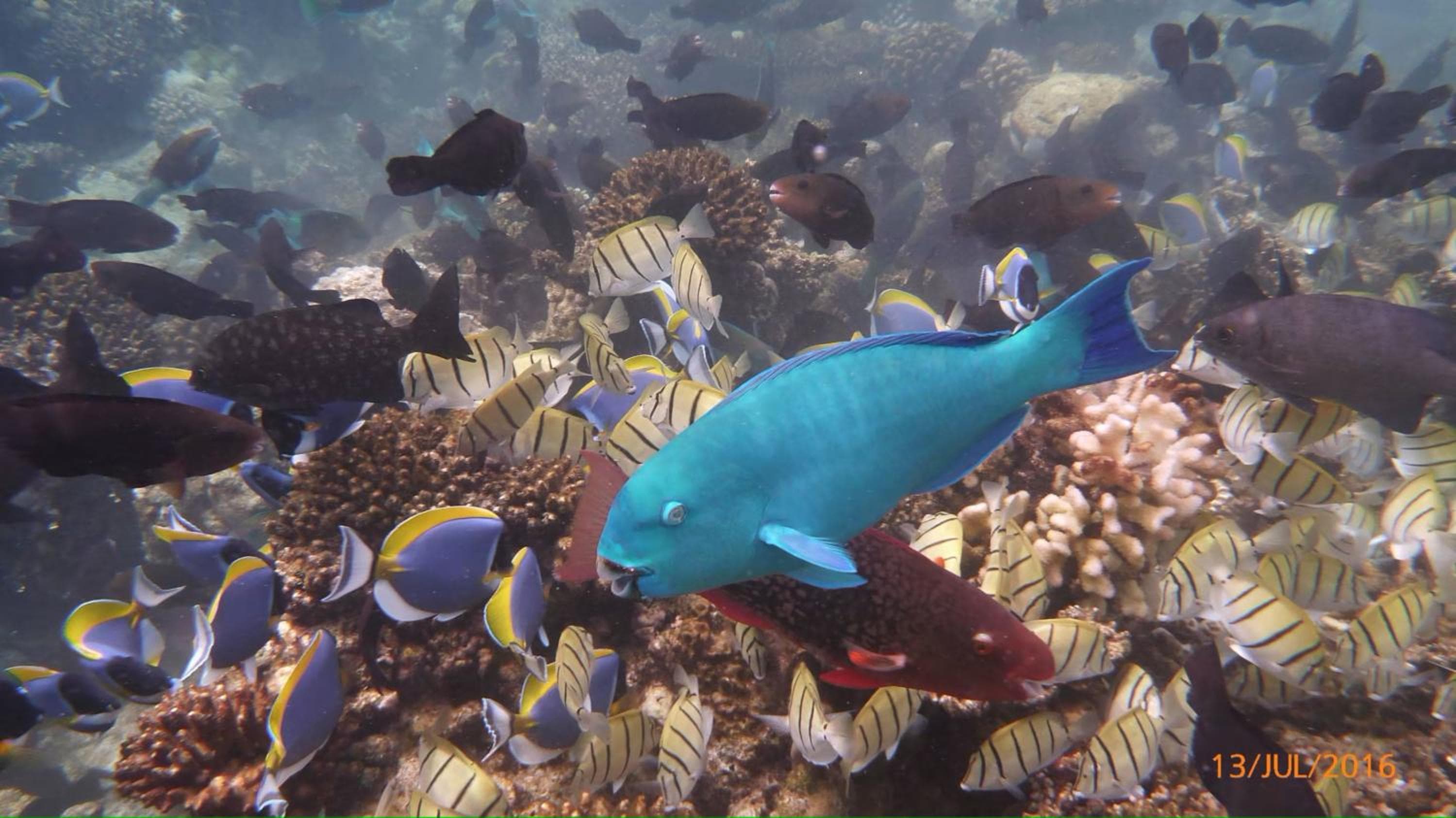 Eriyadu Island Resort - View 98