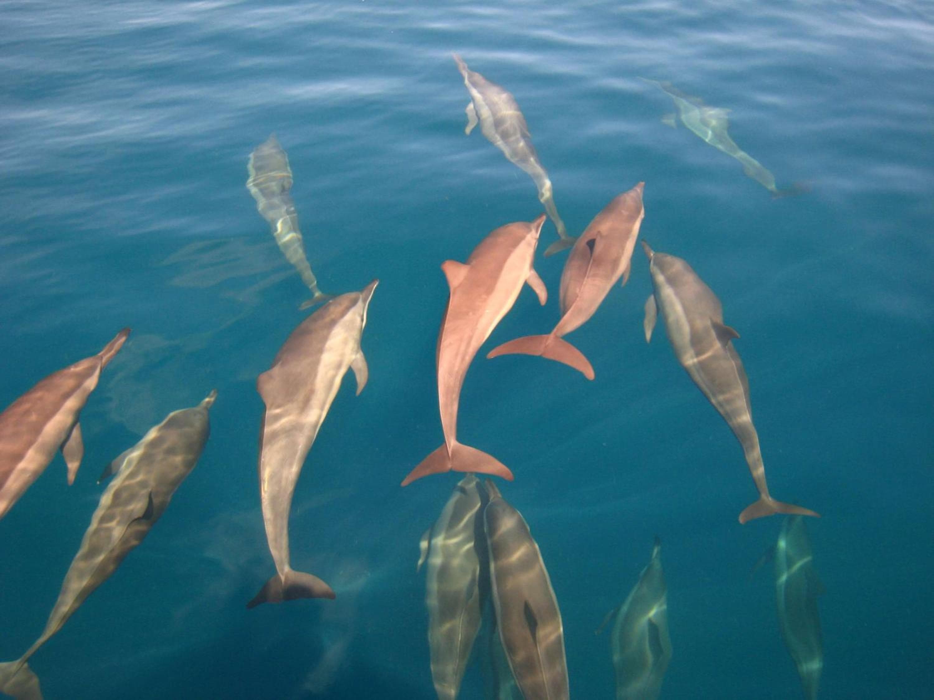 Park Hyatt Maldives Hadahaa - View 12