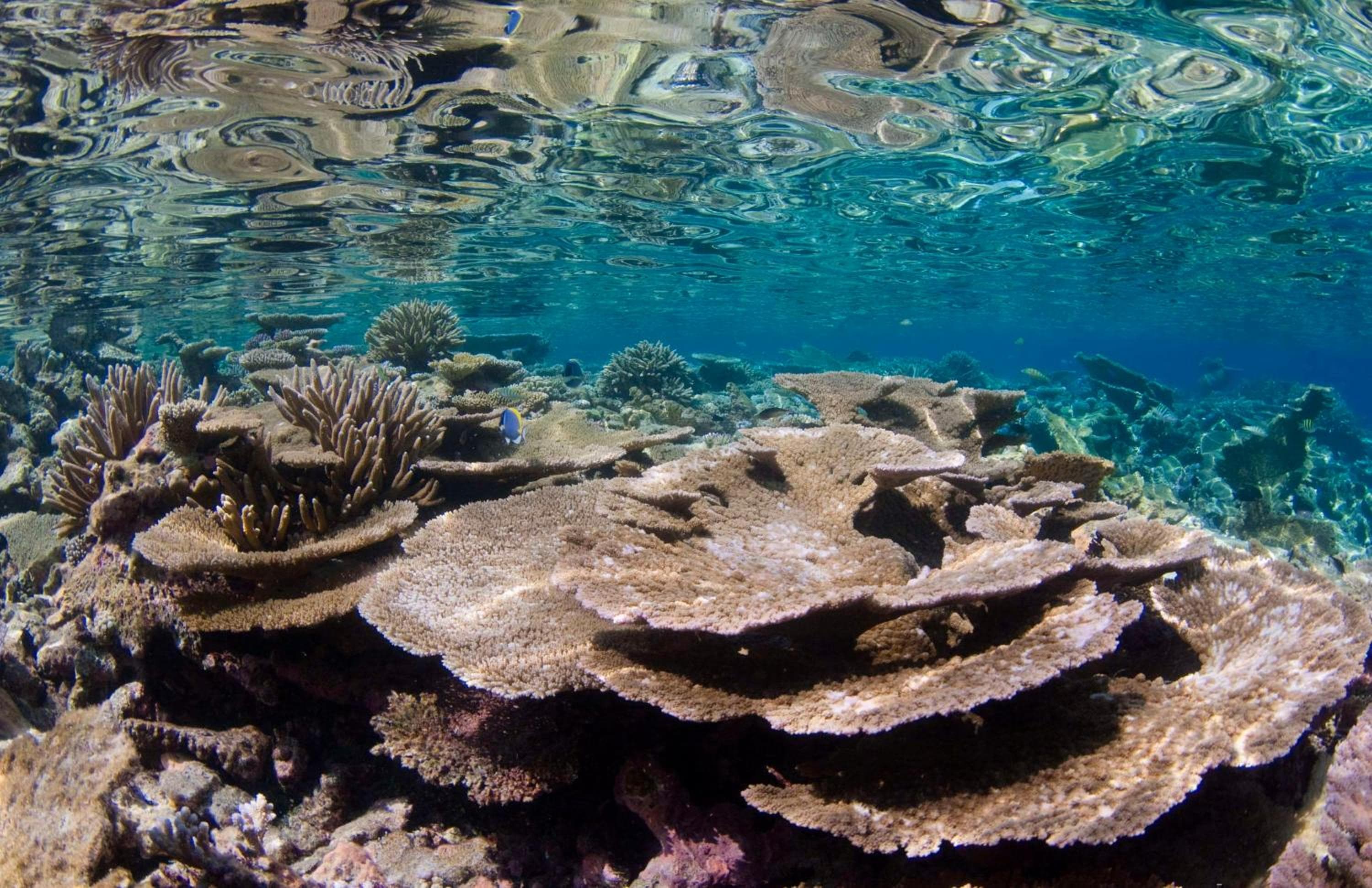 Park Hyatt Maldives Hadahaa - View 44