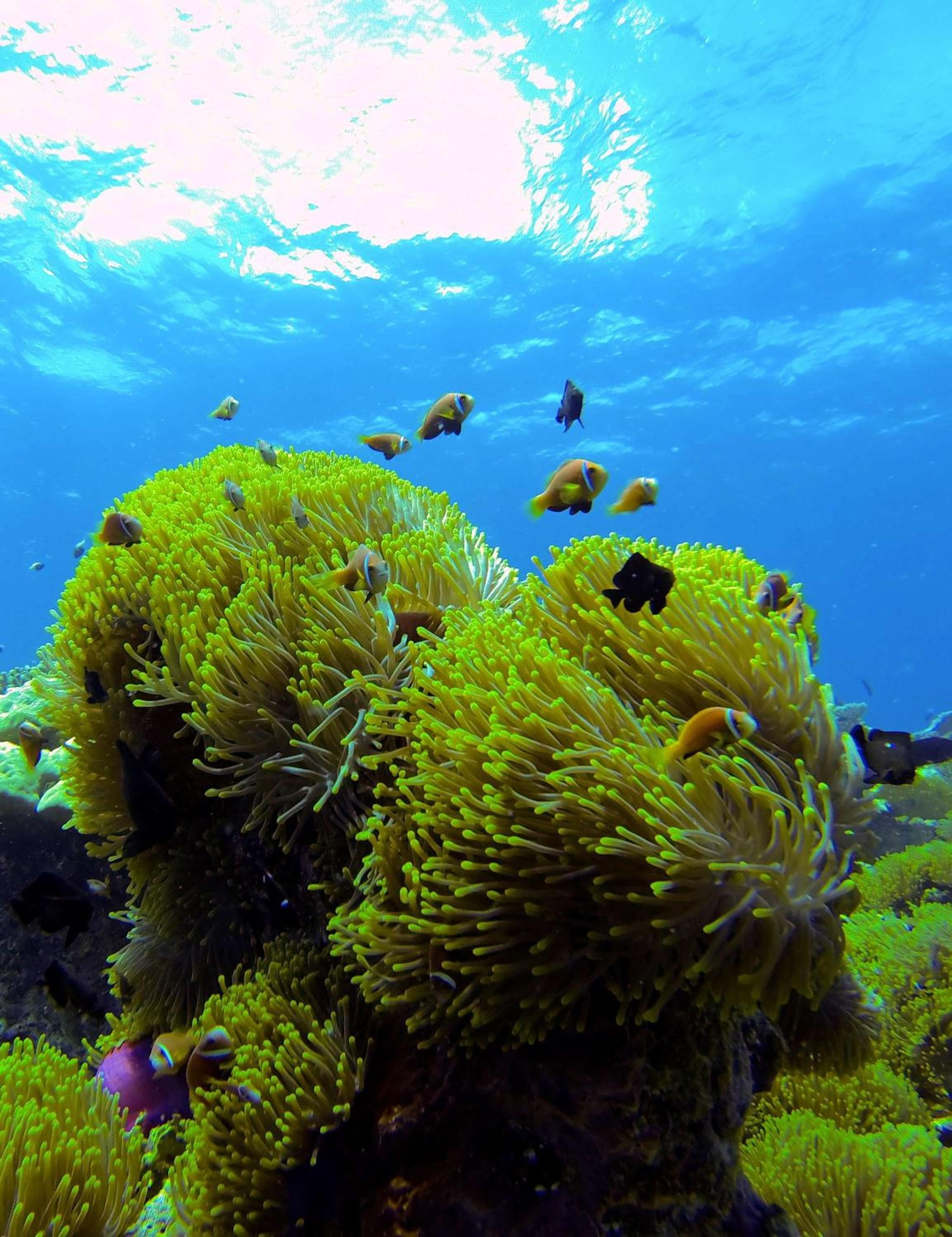 Park Hyatt Maldives Hadahaa - View 45