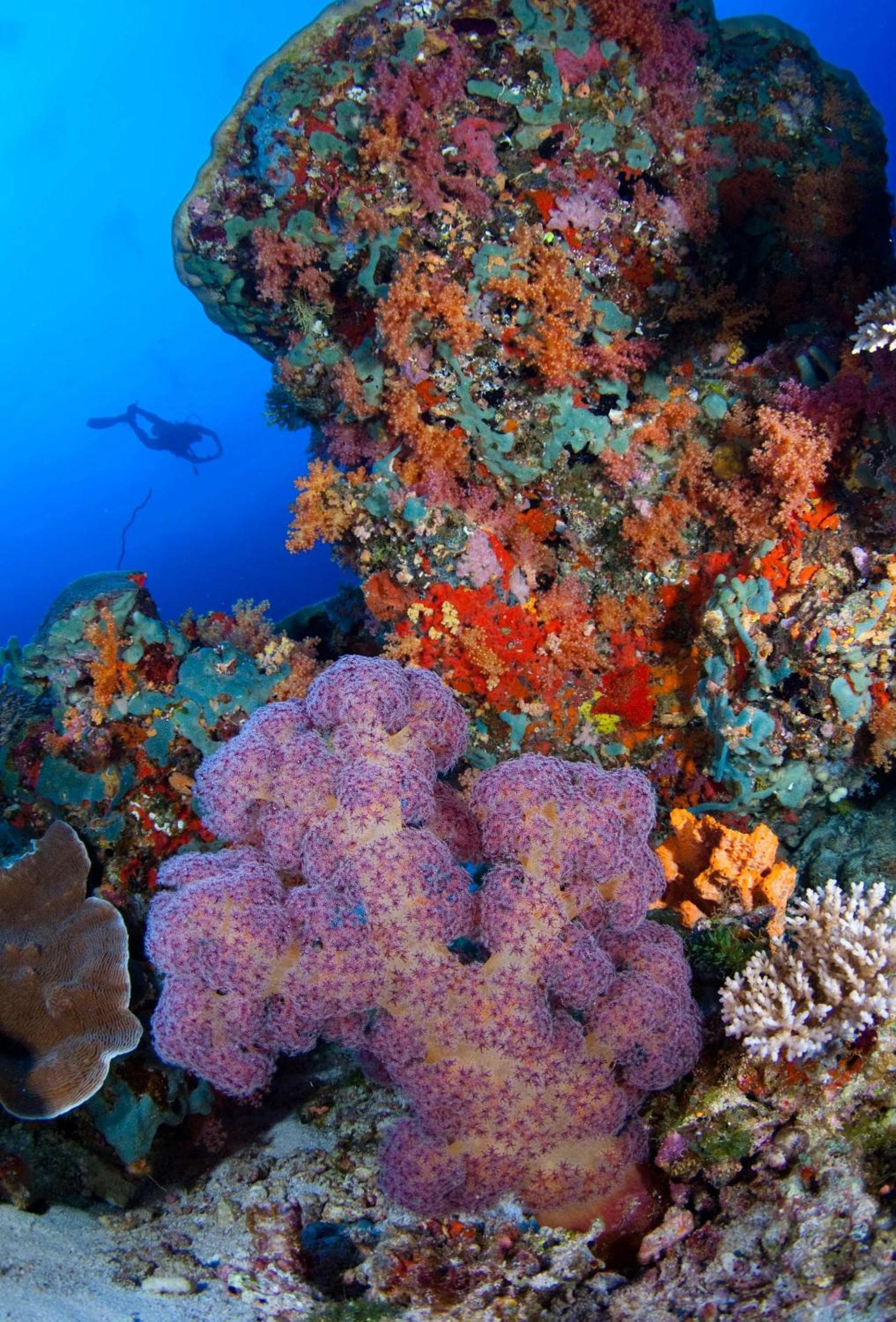 Park Hyatt Maldives Hadahaa - View 50