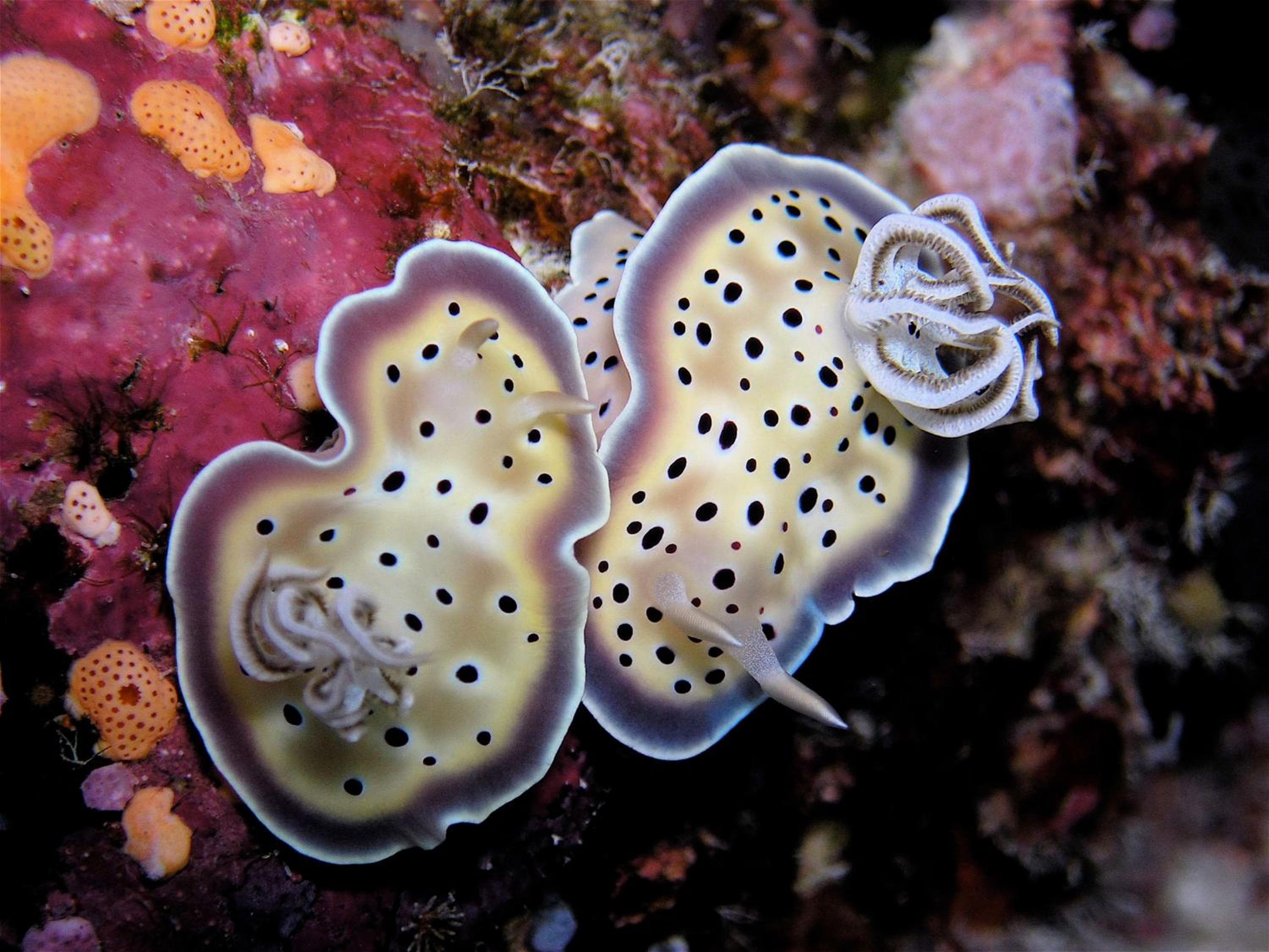 Park Hyatt Maldives Hadahaa - View 87