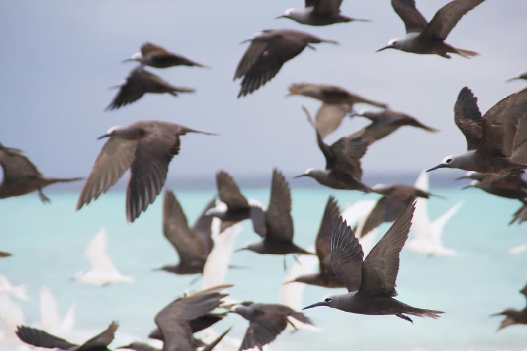 Kaafu Inn Guraidhoo - View 79