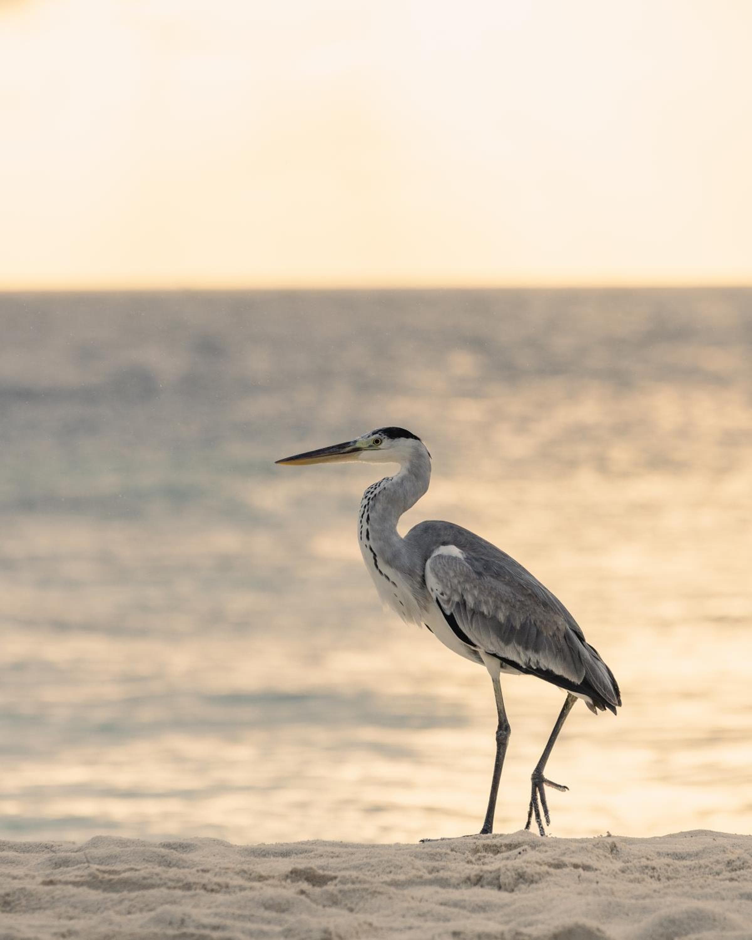 SO/ Maldives - View 107