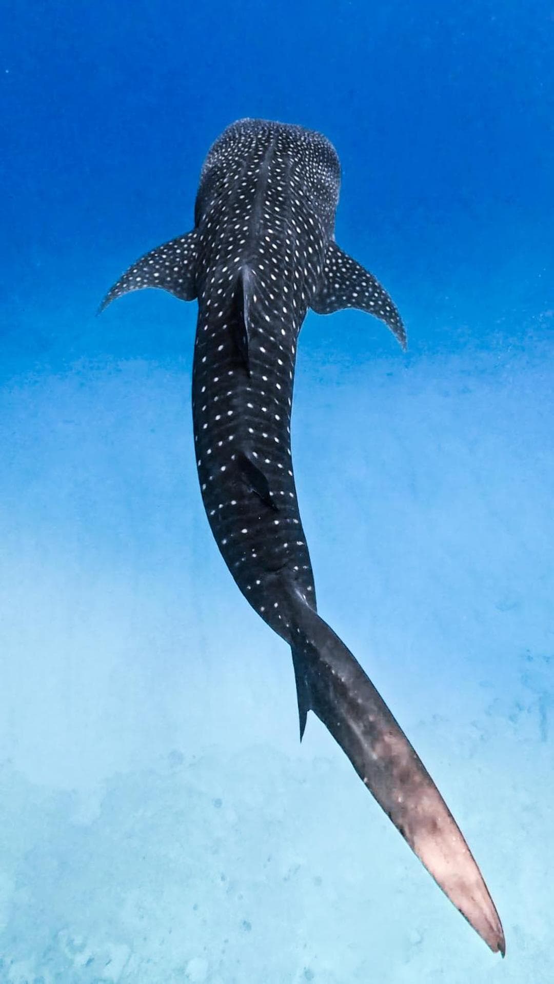 Sands Grand - View 15