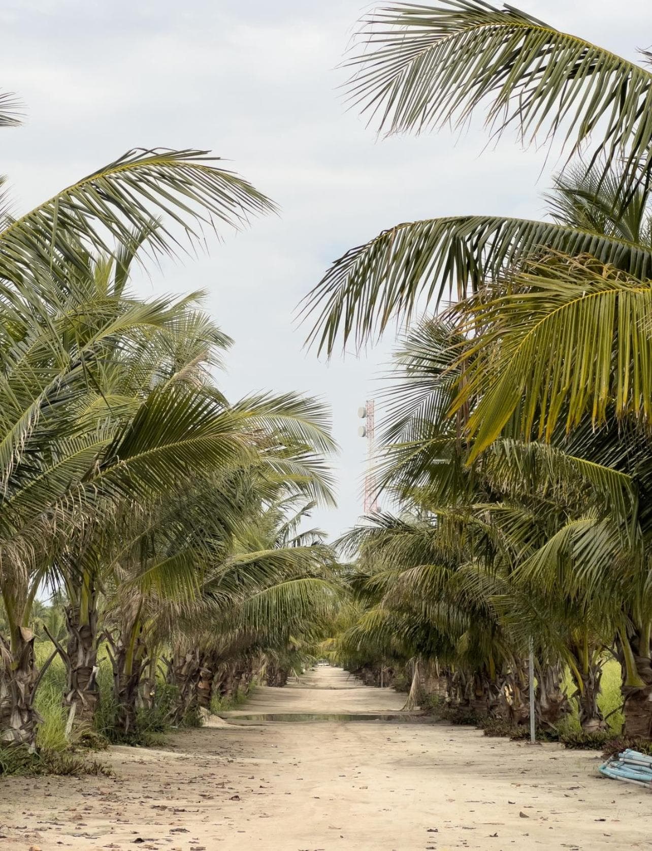 Blue Coral Thoddoo - View 4