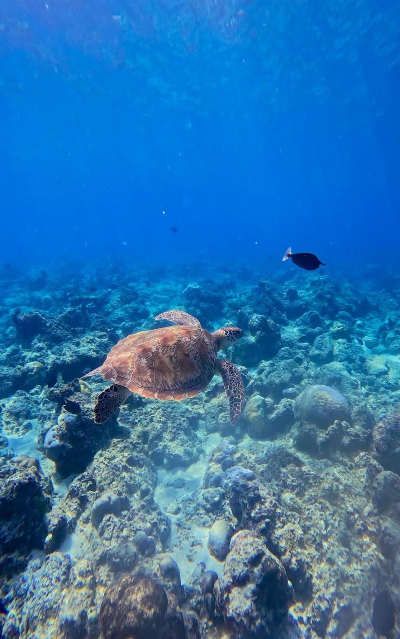 Blue Coral Thoddoo - View 3