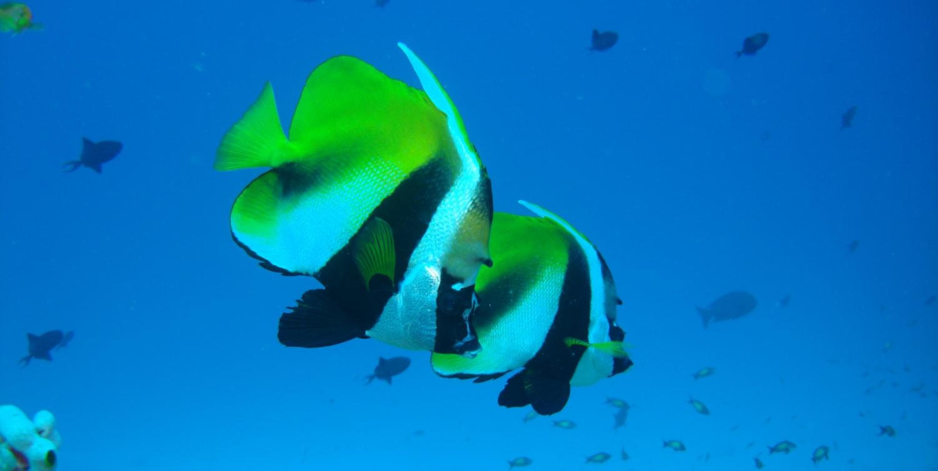 Hotel Ocean Grand at Hulhumale - View 112