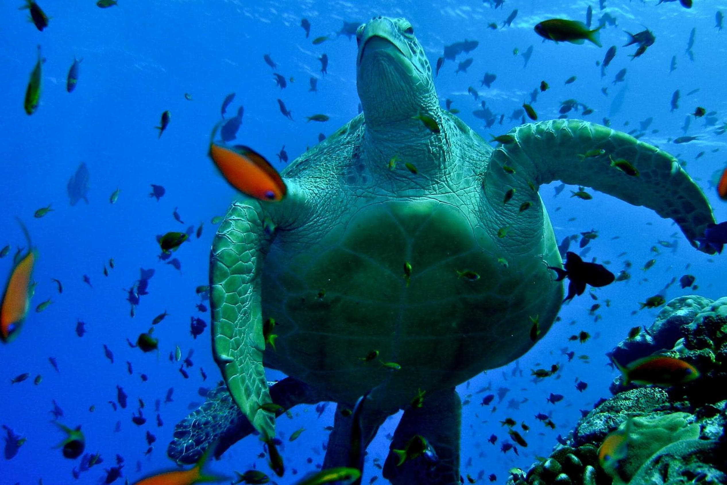 Hotel Ocean Grand at Hulhumale - View 111