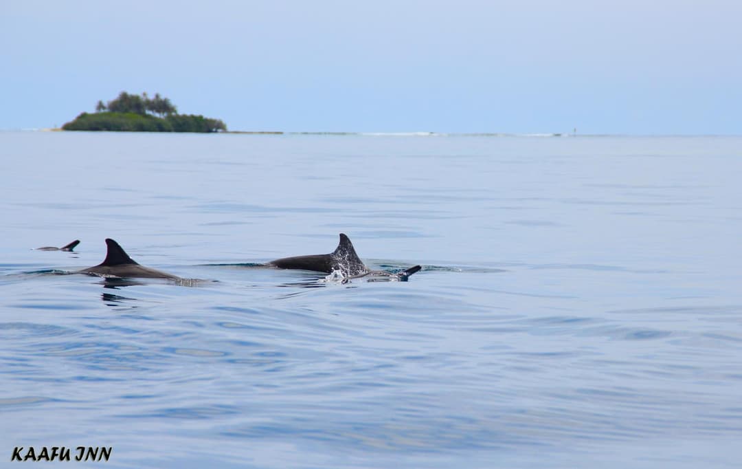 Kaafu Inn Guraidhoo - View 34