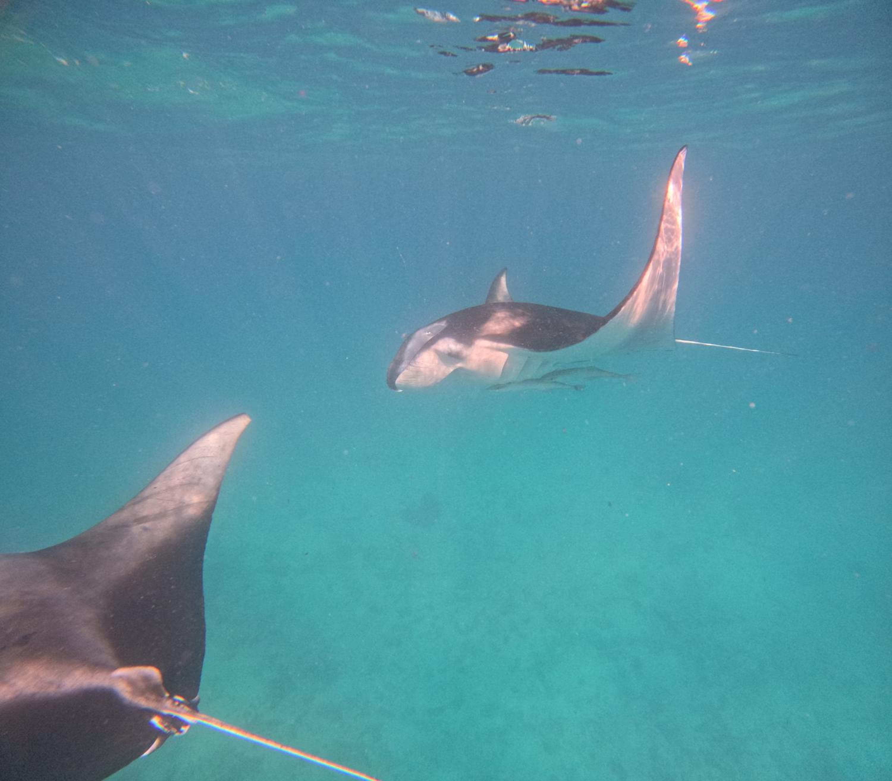 La Palma Suites - View 36