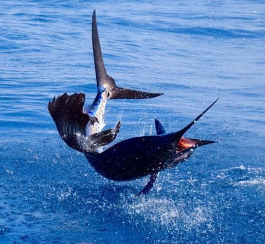 Pearl Himandhoo - View 13