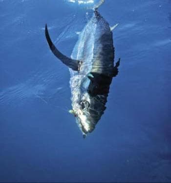 Pearl Himandhoo - View 15