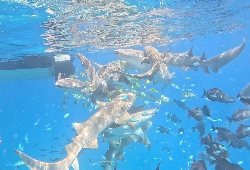 Pearl Himandhoo - View 16