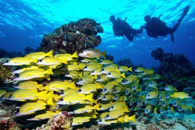 Pearl Himandhoo - View 2