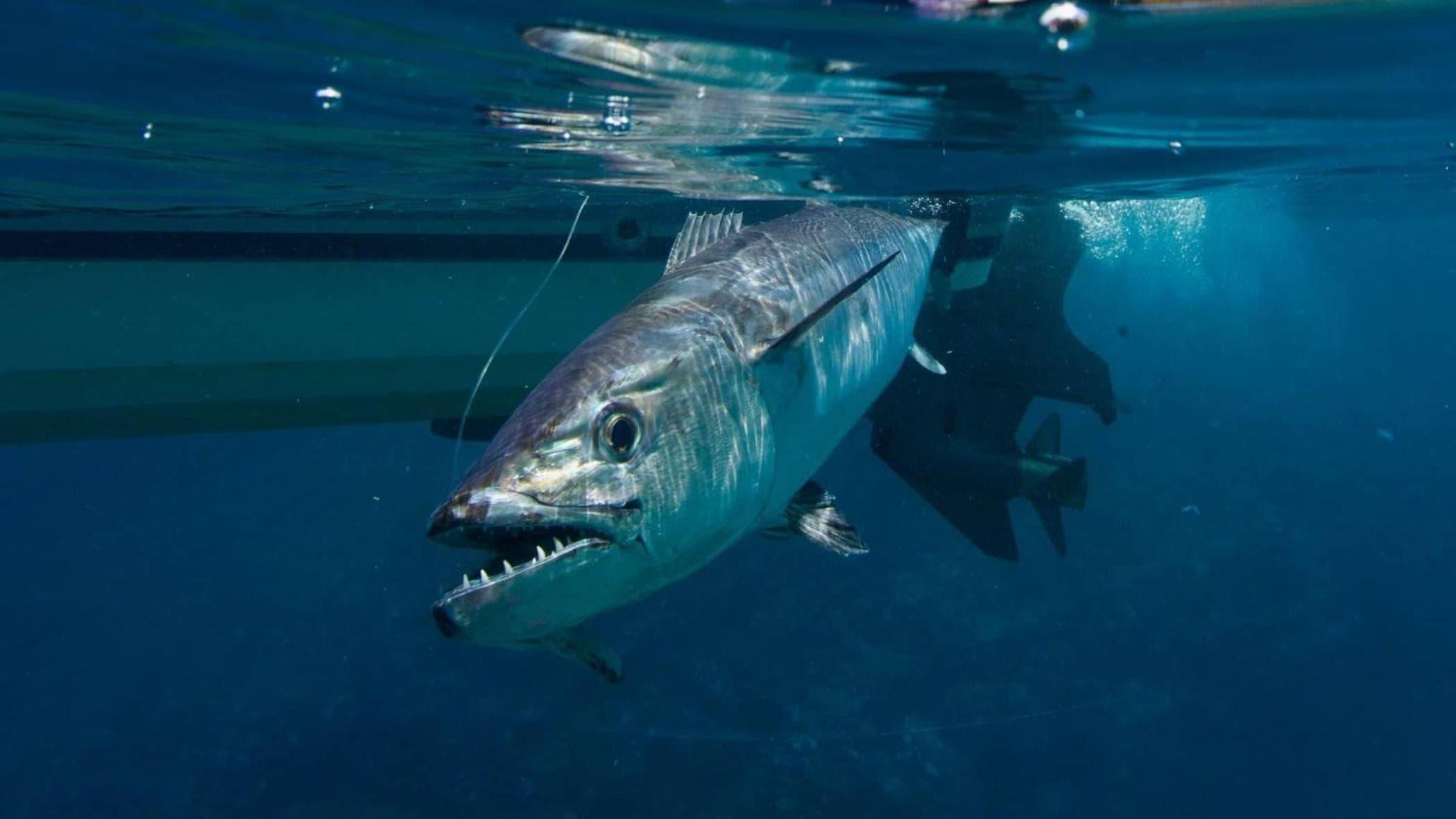 Pearl Himandhoo - View 17