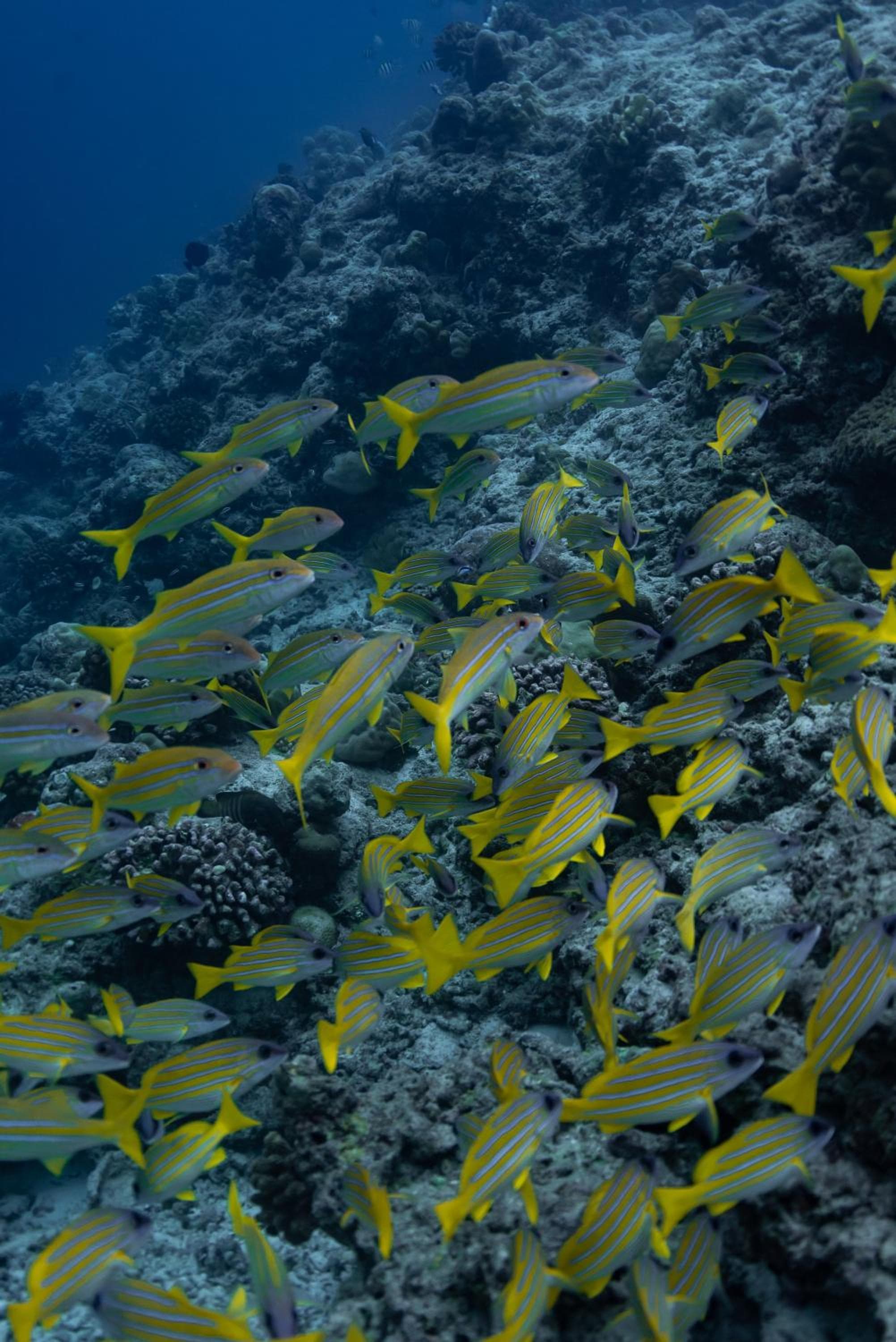 Thundi Village & Spa - View 91