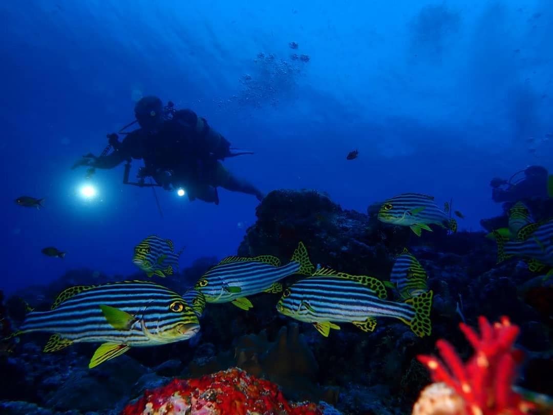 Pearl Himandhoo - View 18