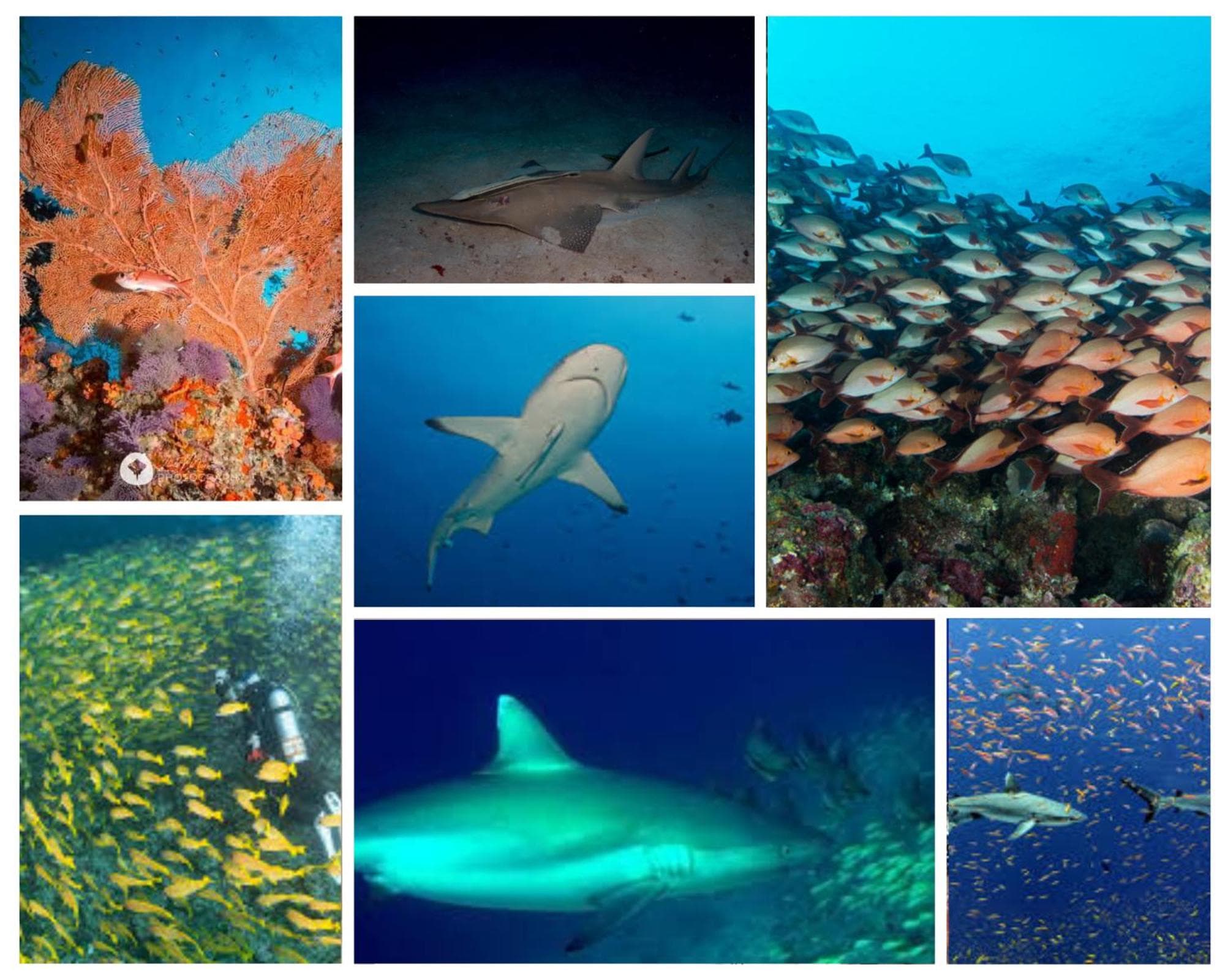 Pearl Himandhoo - View 19