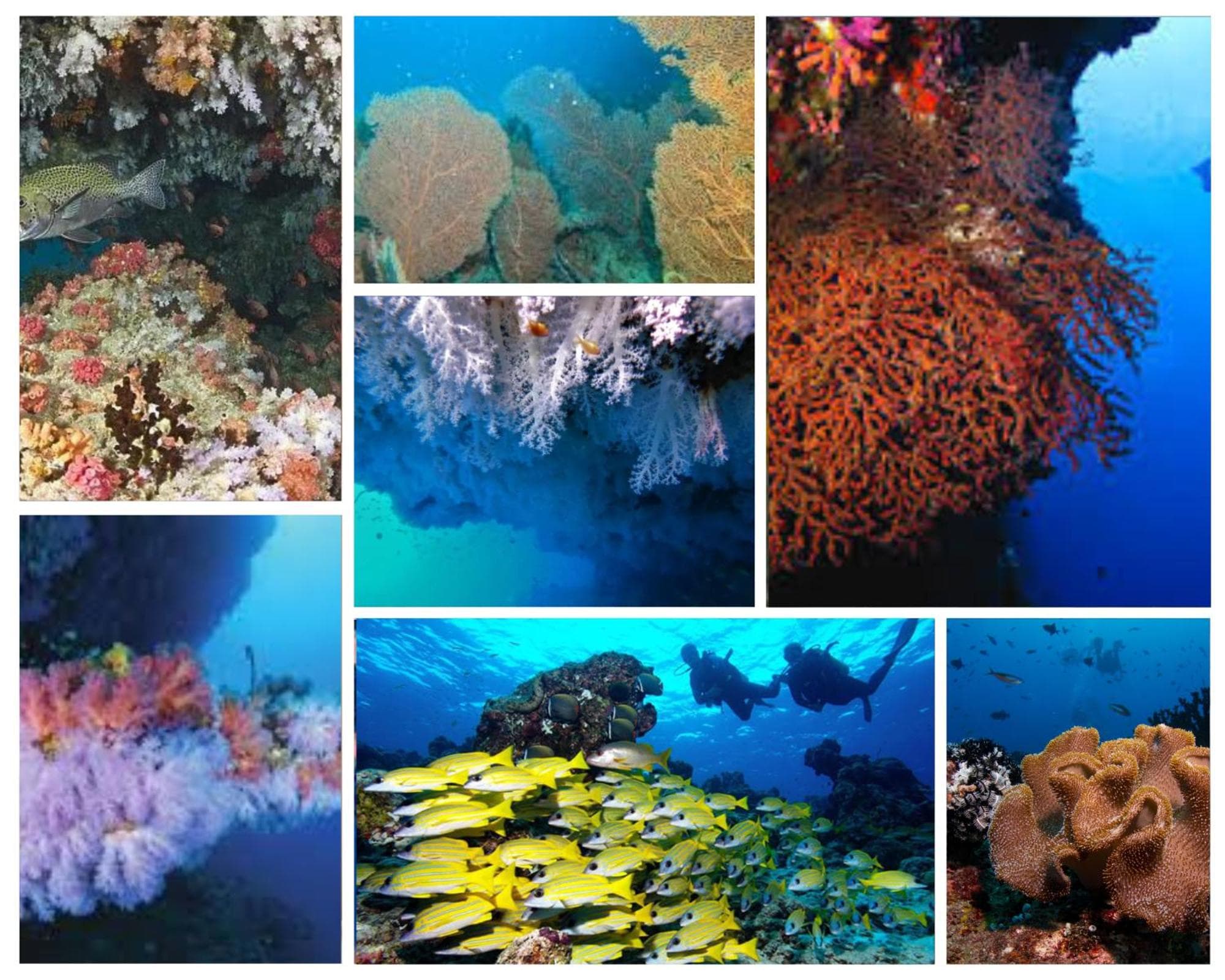 Pearl Himandhoo - View 21