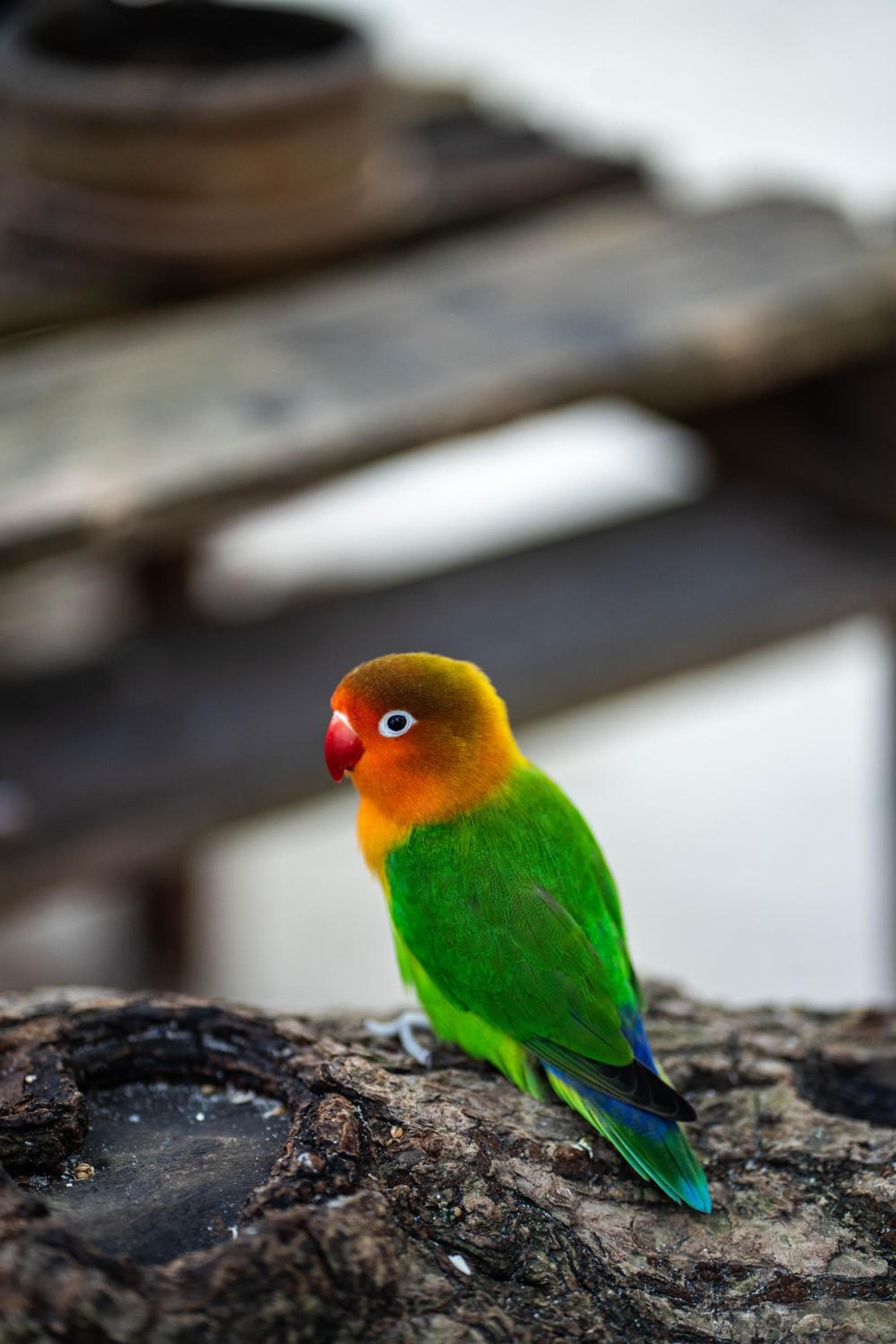 Dhiffushi Inn - View 45