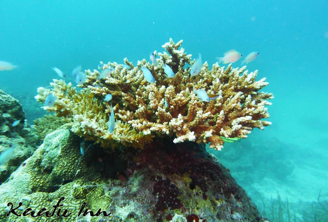 Kaafu Inn Guraidhoo - View 19