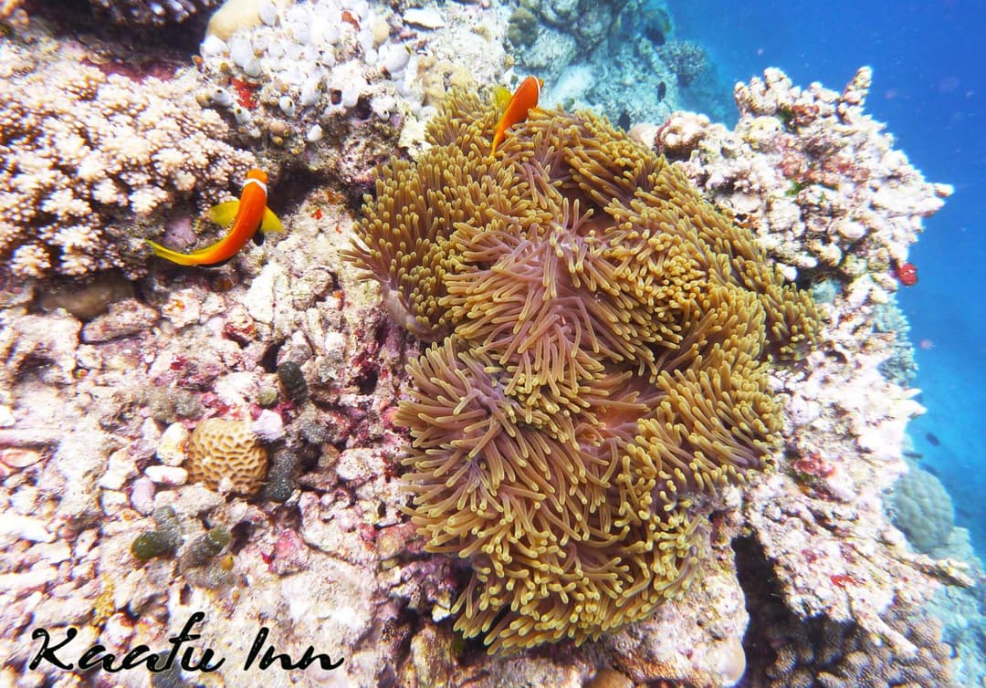 Kaafu Inn Guraidhoo - View 85