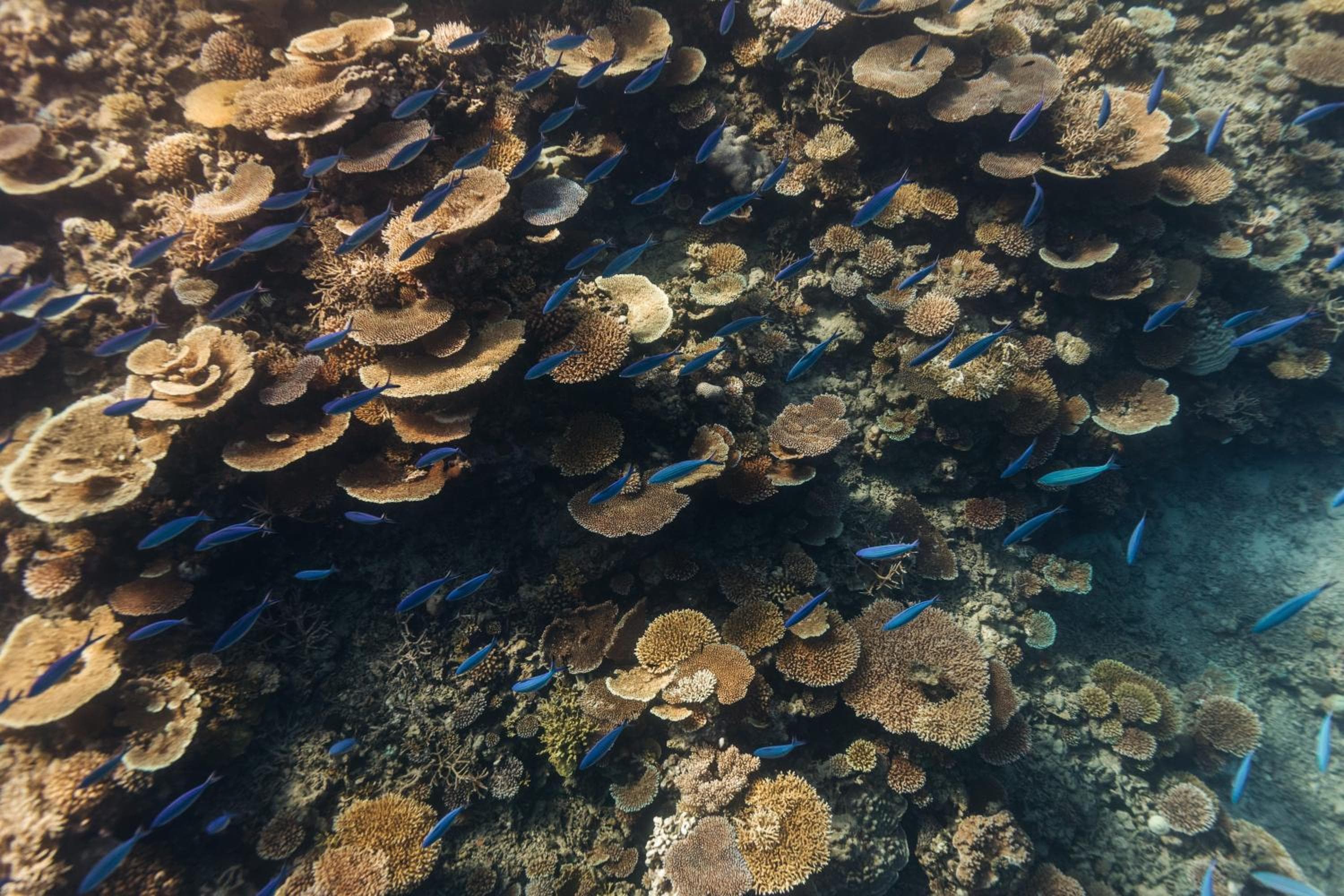 Park Hyatt Maldives Hadahaa - View 249