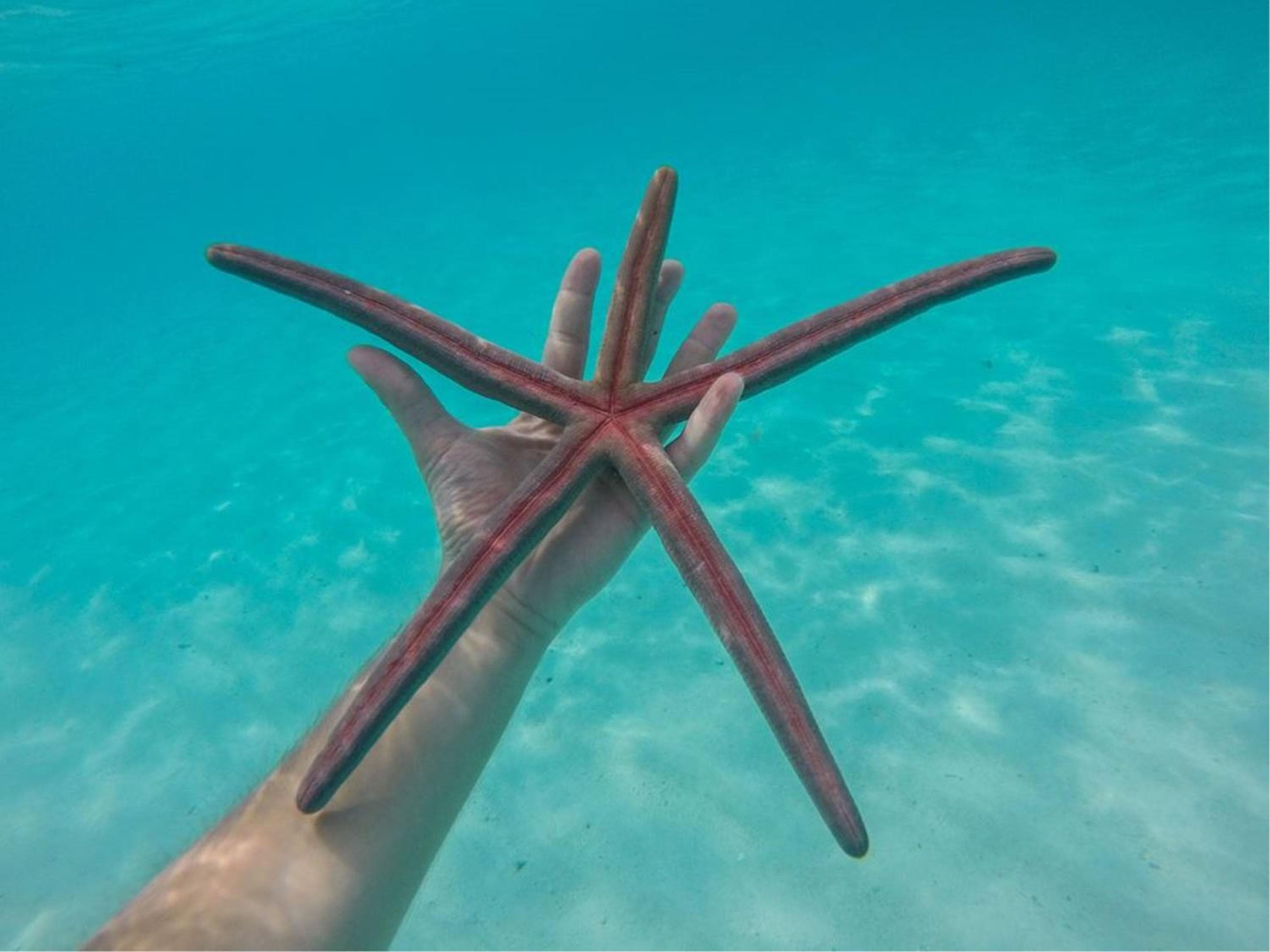 Holiday Cottage Thoddoo, Maldives - View 40