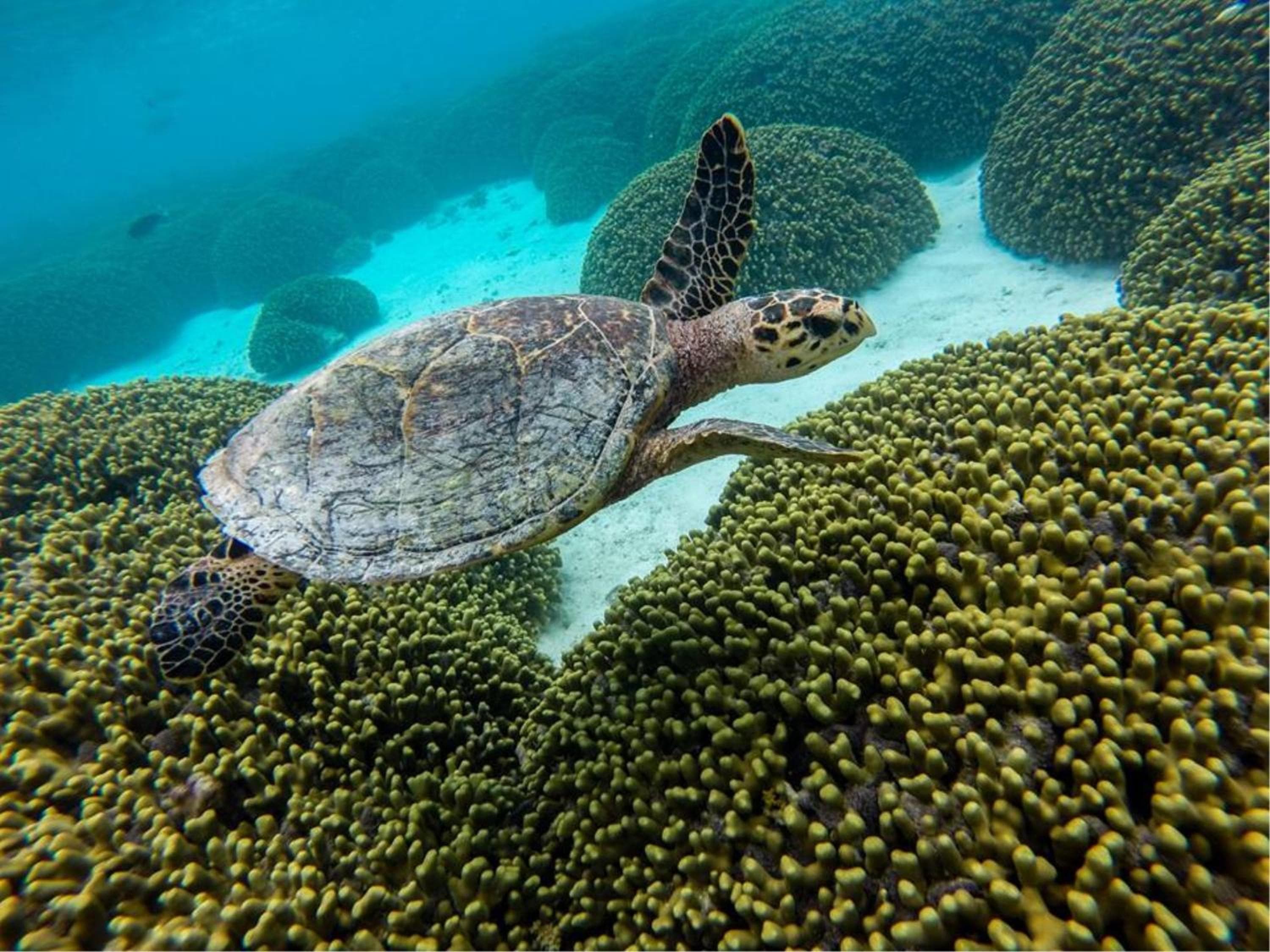 Holiday Cottage Thoddoo, Maldives - View 23